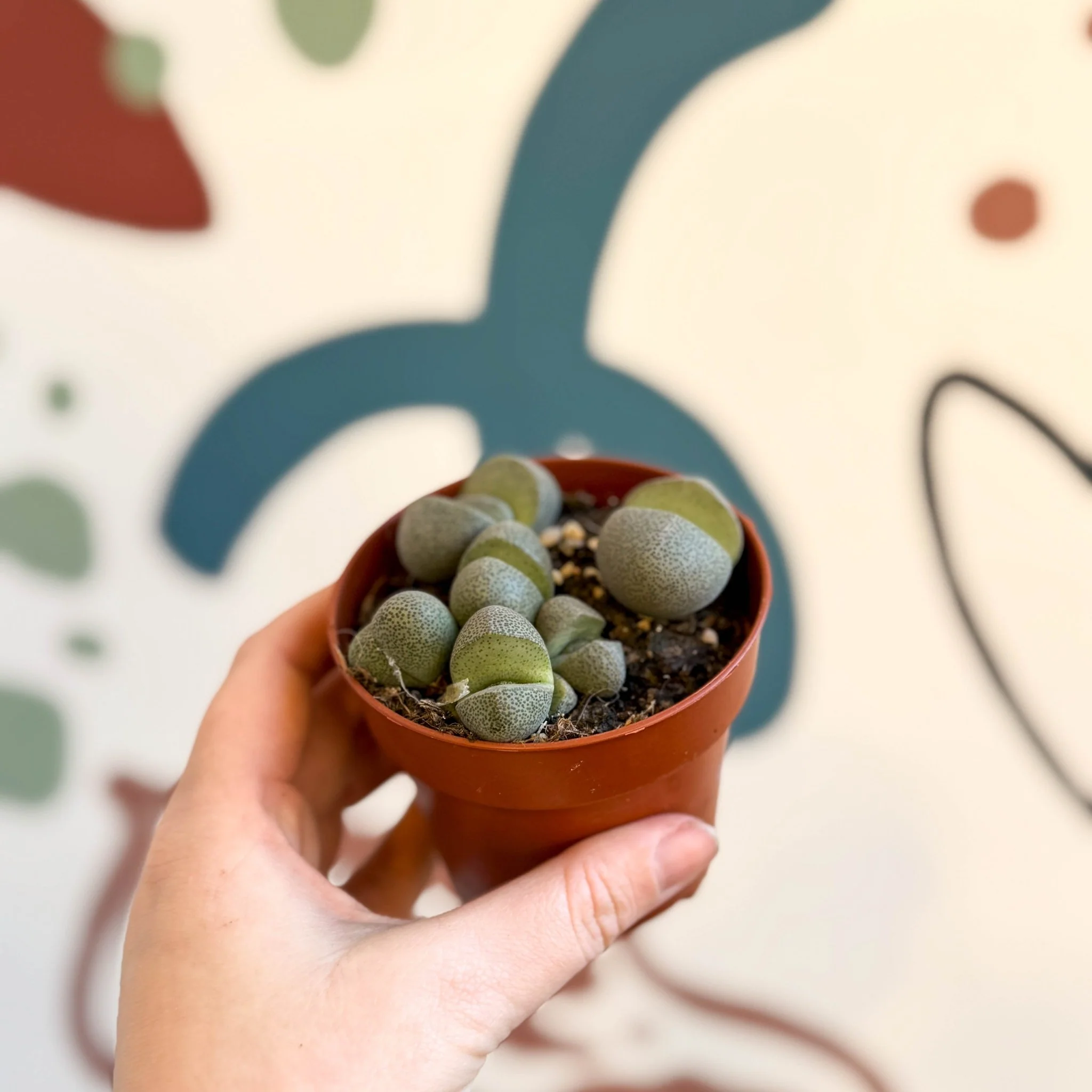Pleiospilos nelii - Living Granite - Image 14