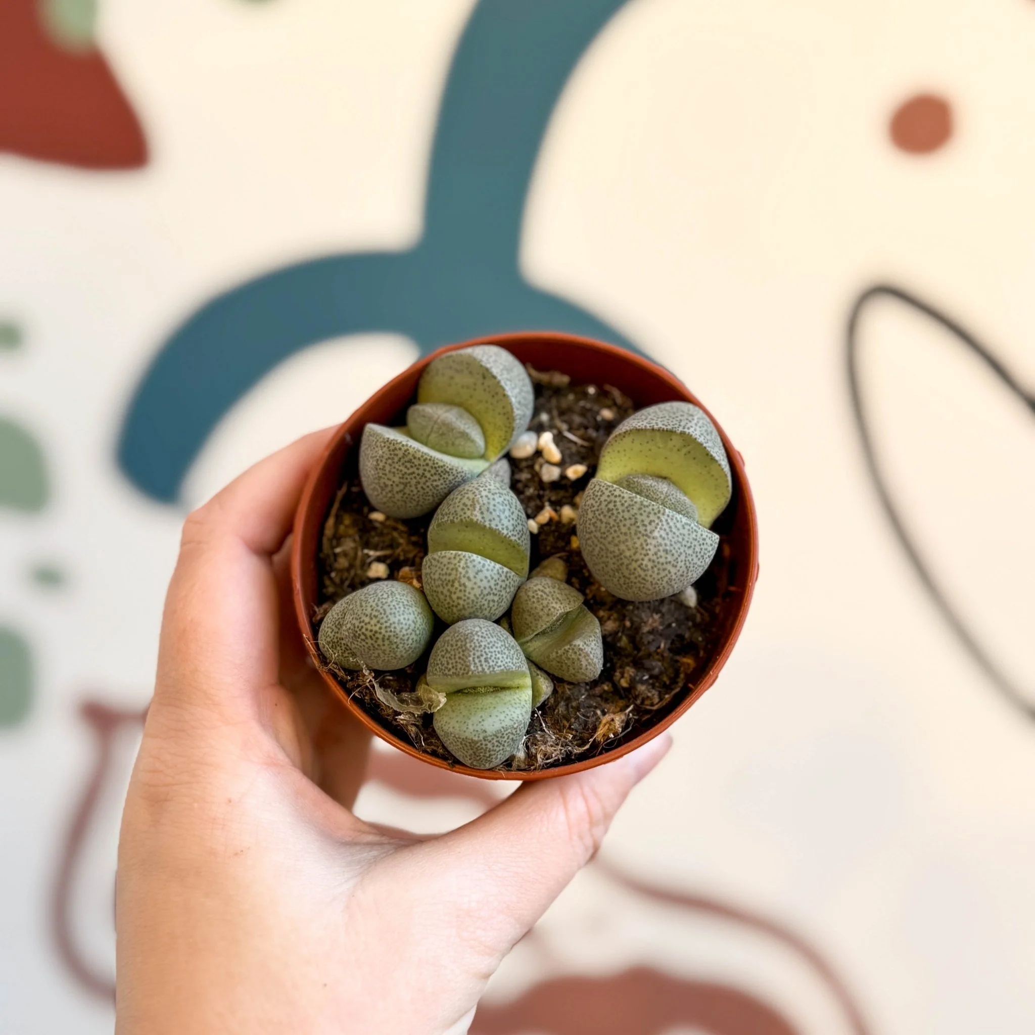 Pleiospilos nelii - Living Granite - Image 15