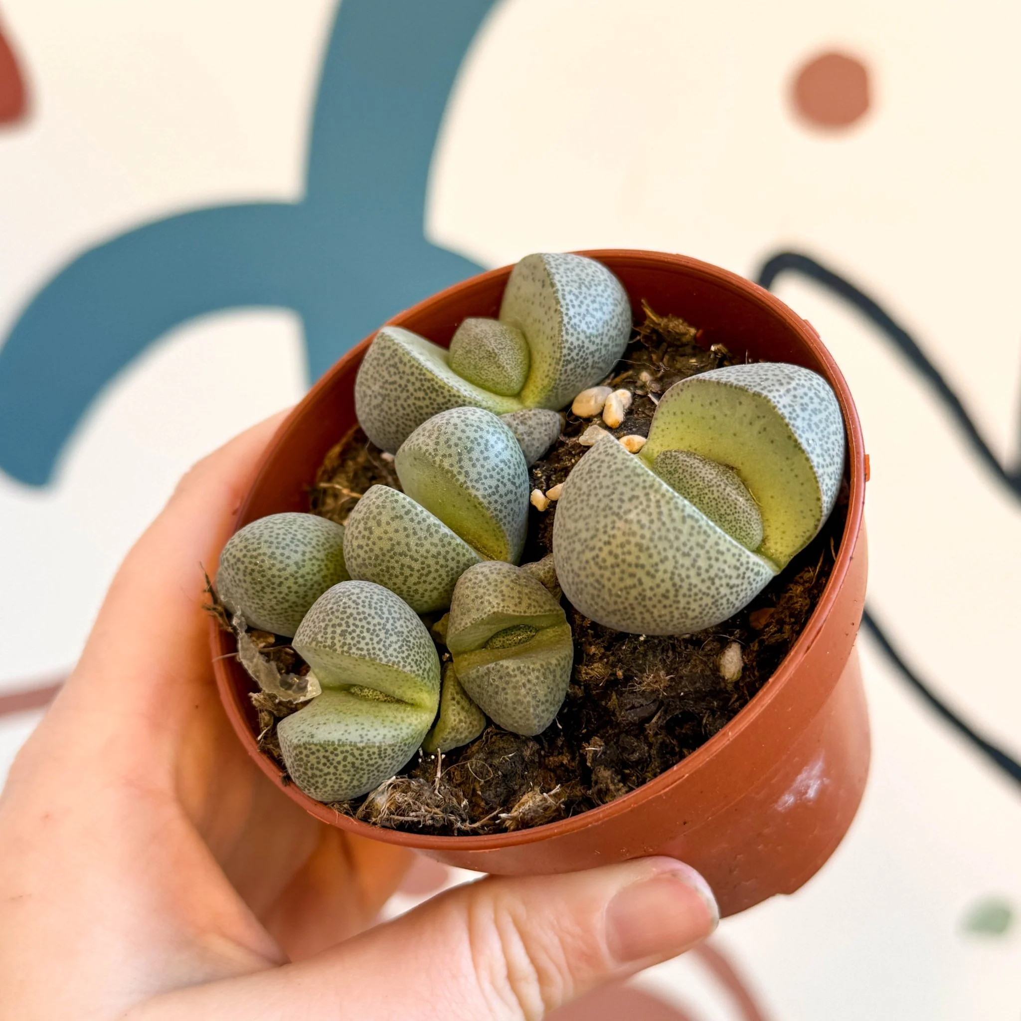 Pleiospilos nelii - Living Granite - Image 16