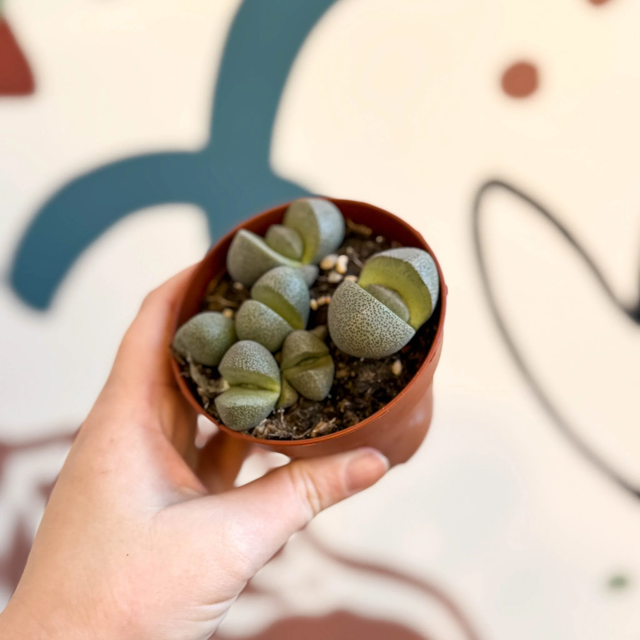 Pleiospilos nelii - Living Granite - Image 17