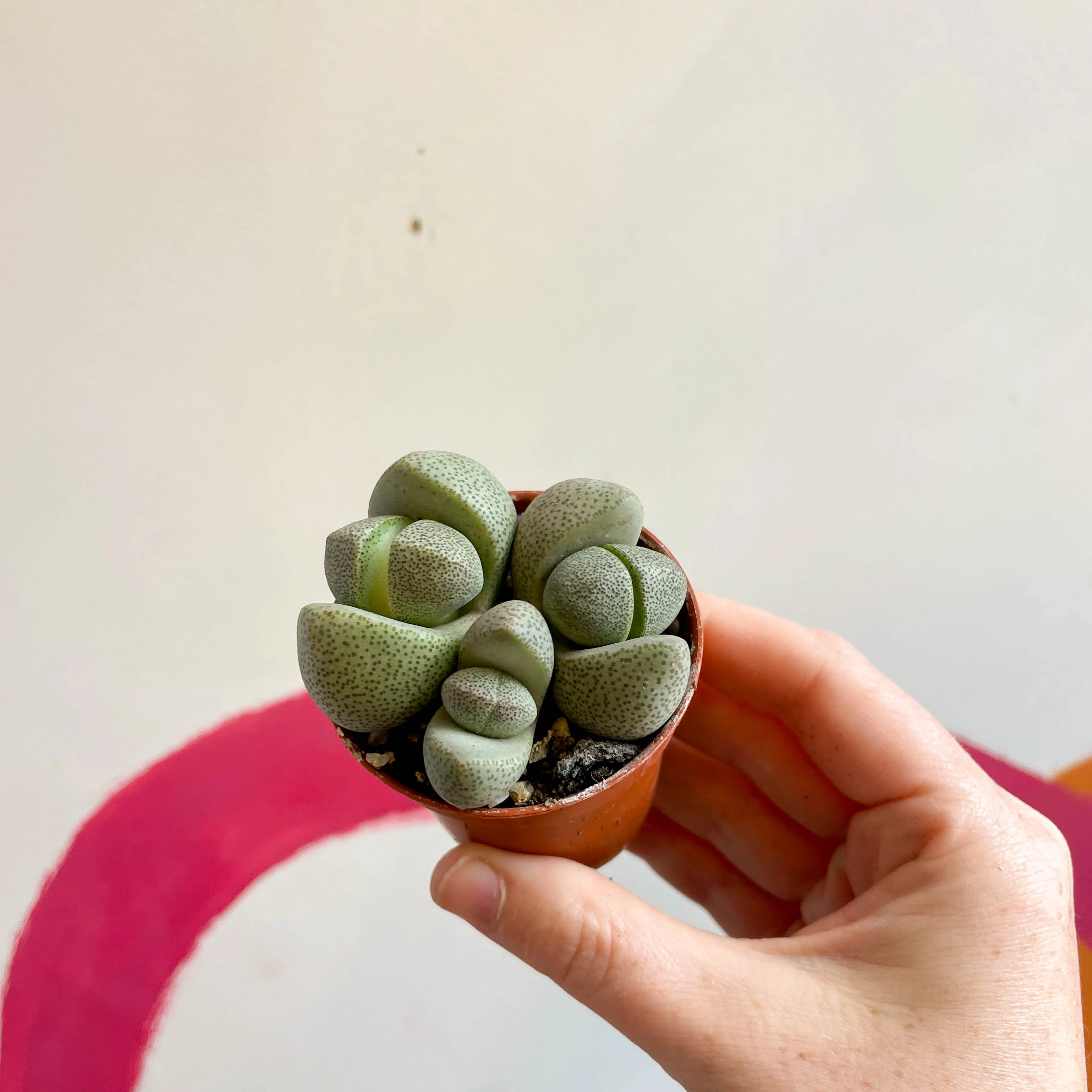 Pleiospilos nelii - Living Granite - Image 18