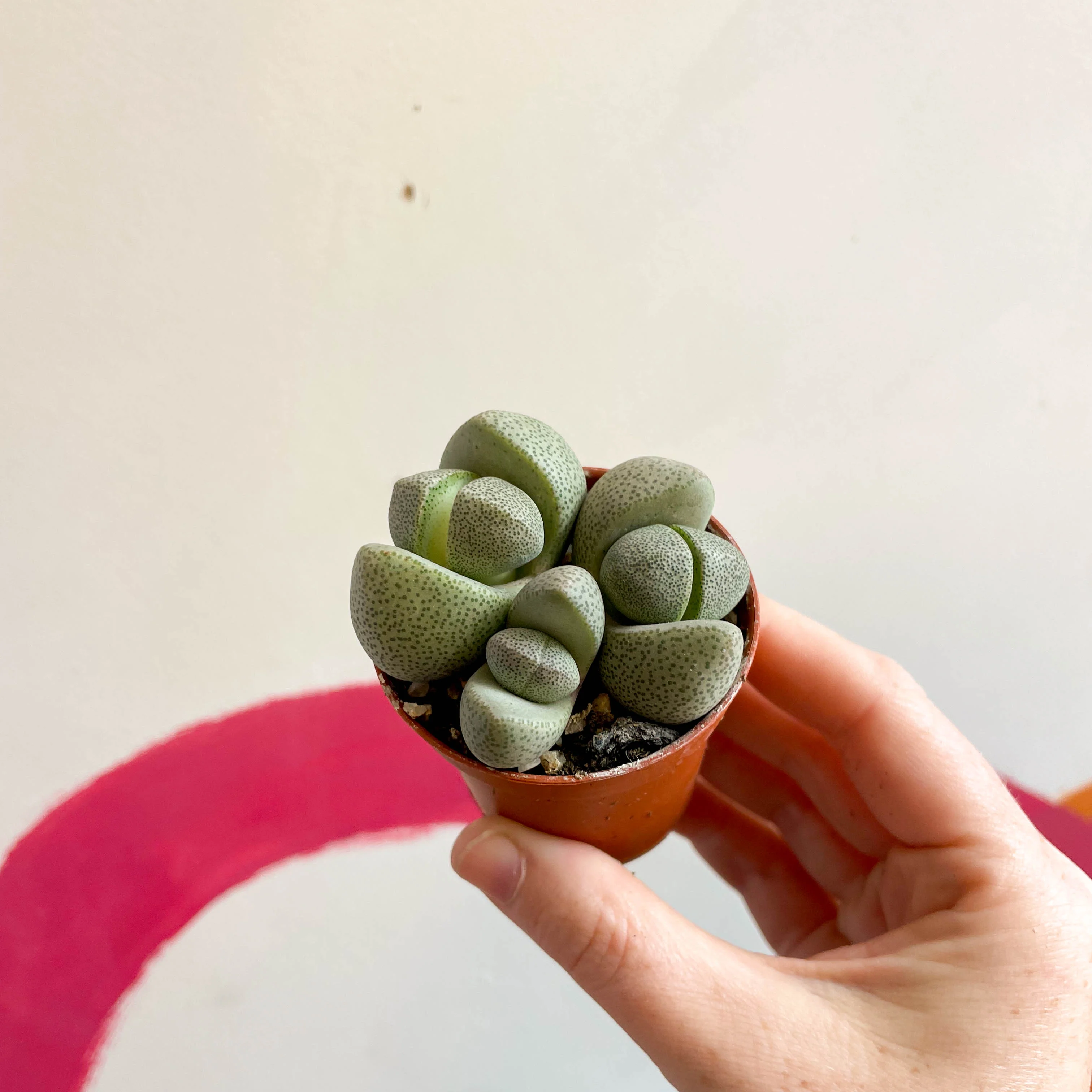 Pleiospilos nelii - Living Granite - Image 19