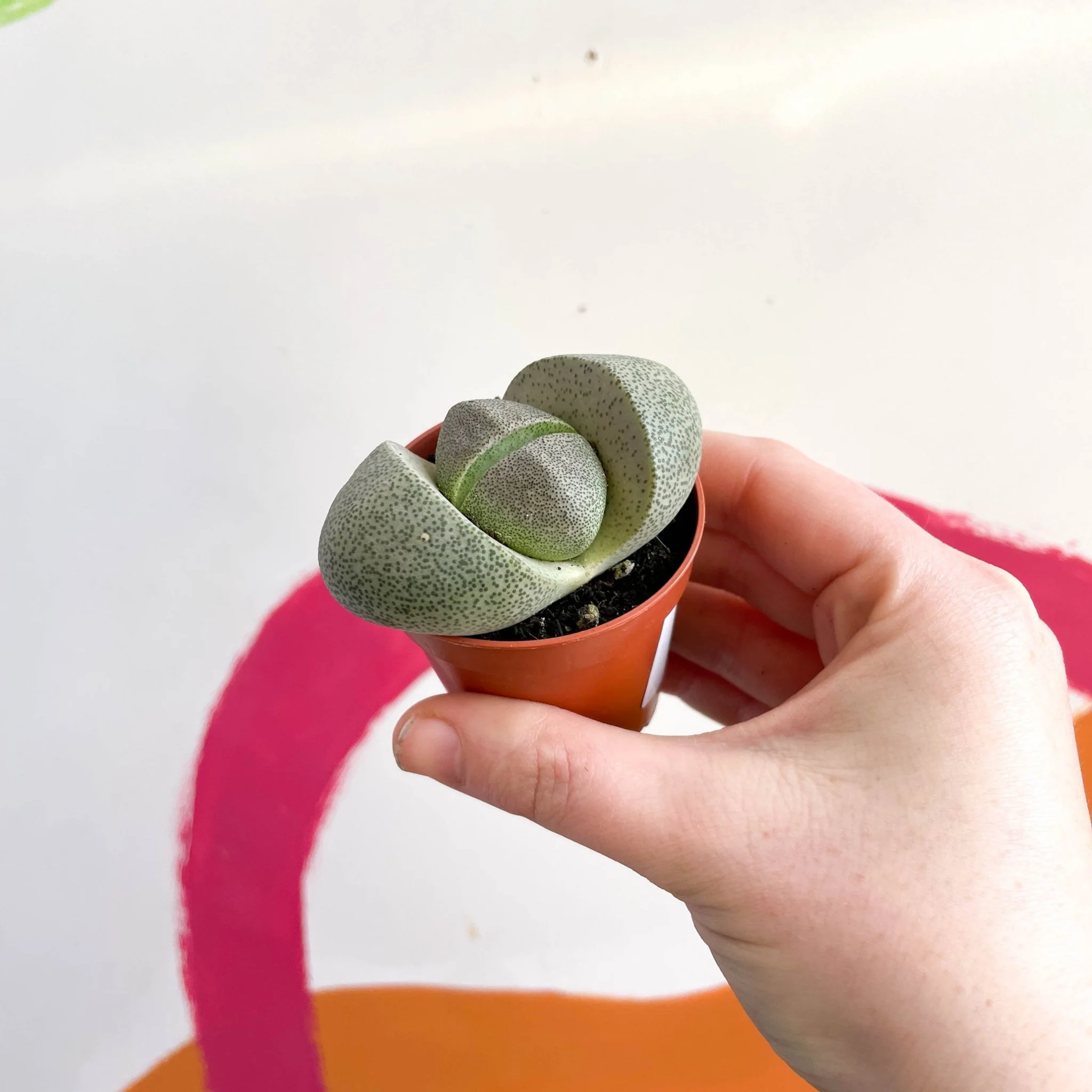 Pleiospilos nelii - Living Granite - Image 3