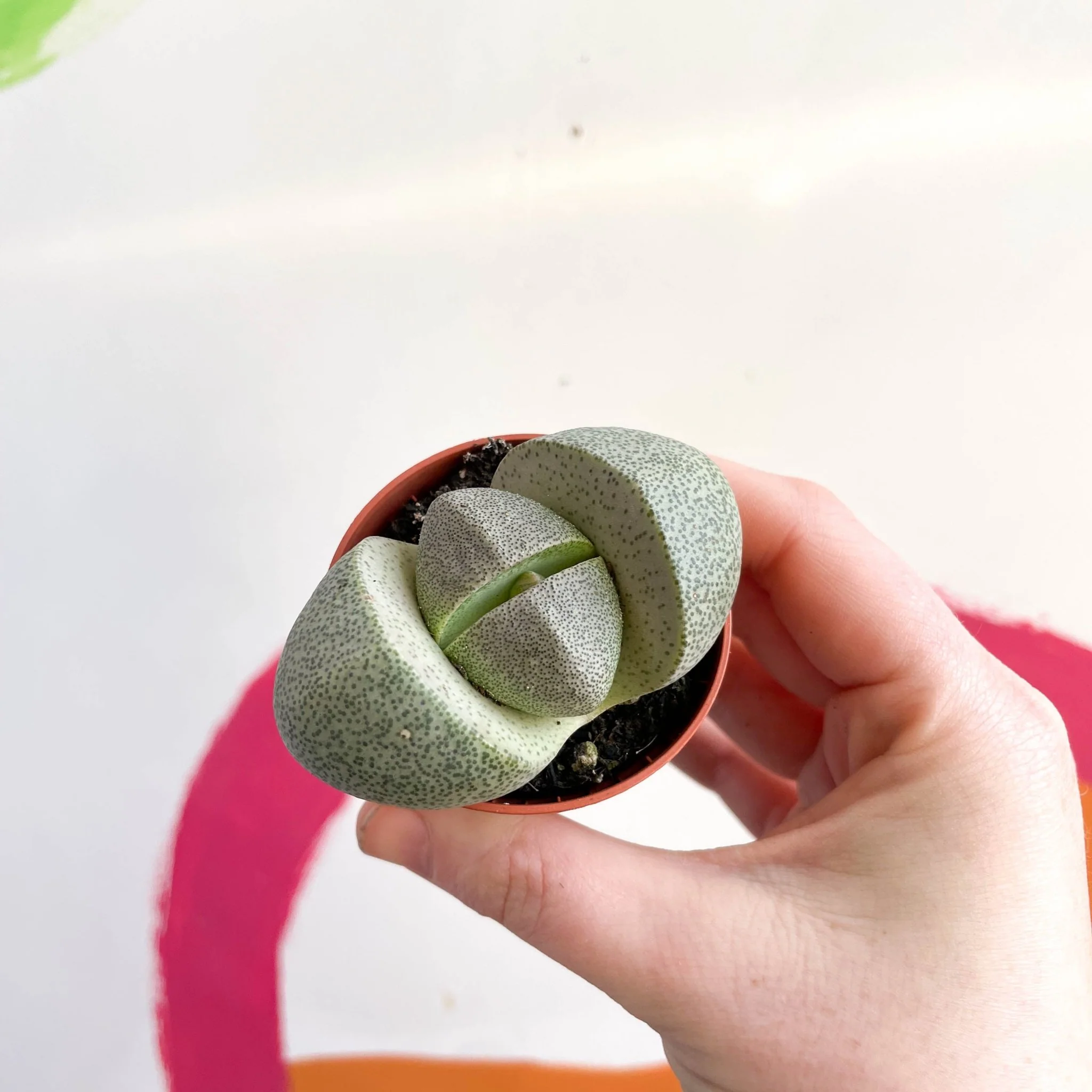Pleiospilos nelii - Living Granite - Image 4