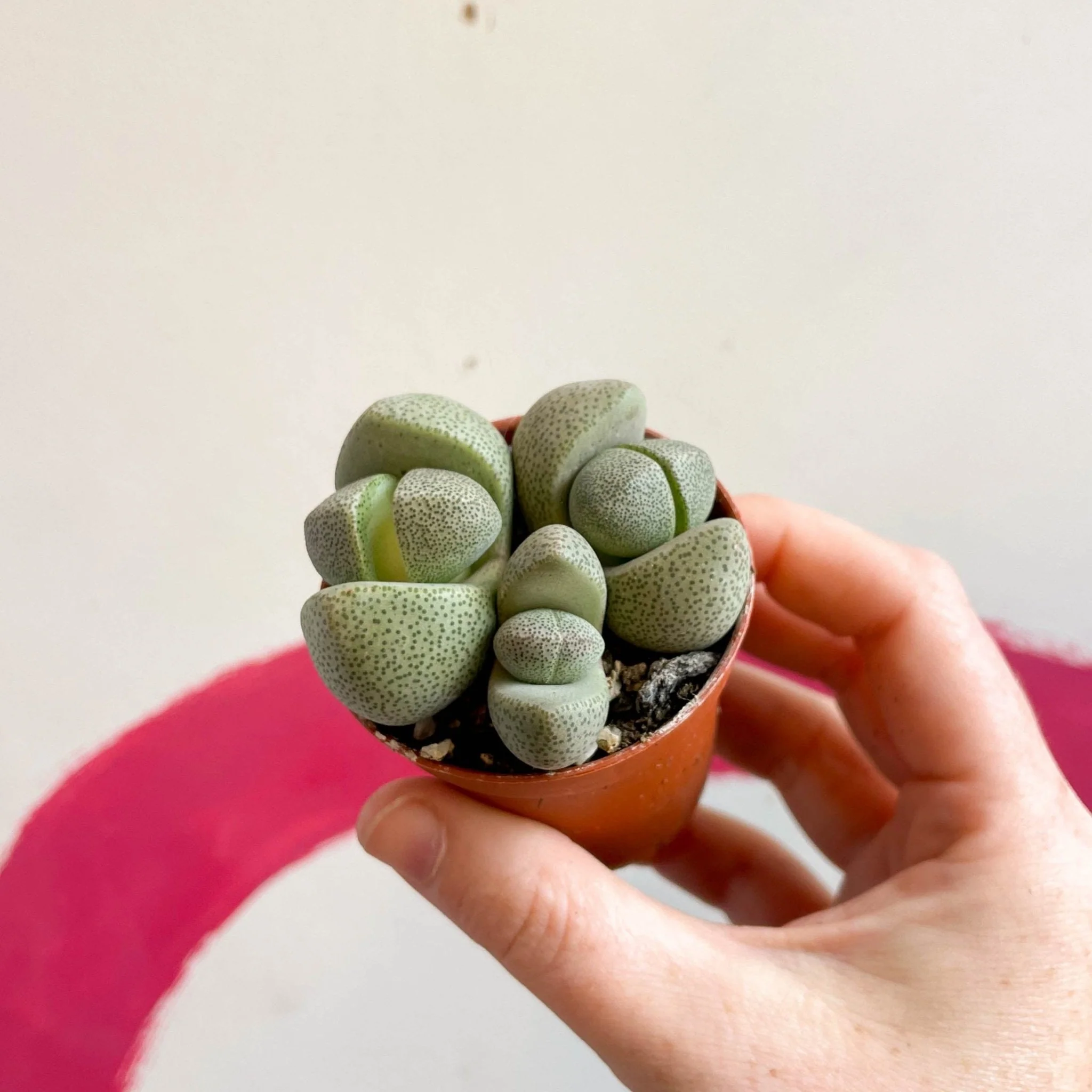 Pleiospilos nelii - Living Granite - Image 6
