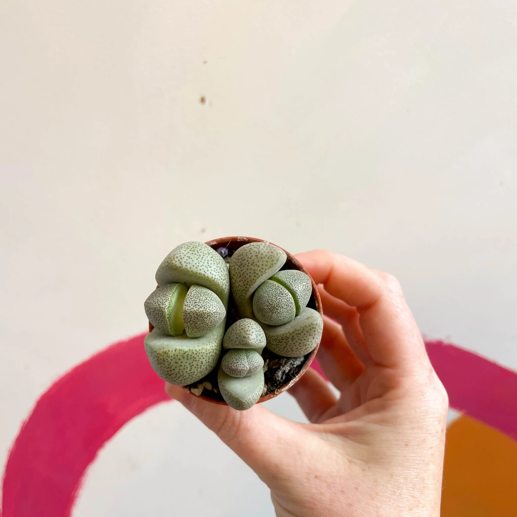 Pleiospilos nelii - Living Granite - Image 7