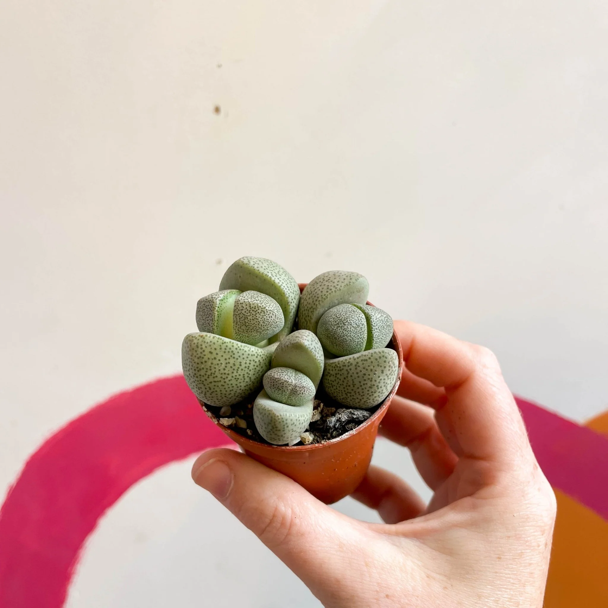 Pleiospilos nelii - Living Granite - Image 8