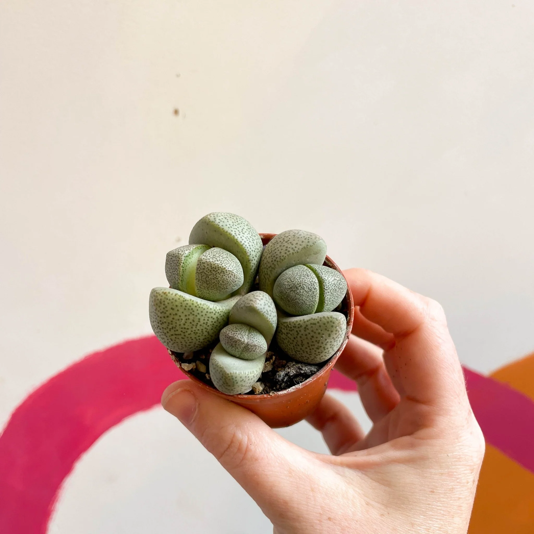 Pleiospilos nelii - Living Granite - Image 9