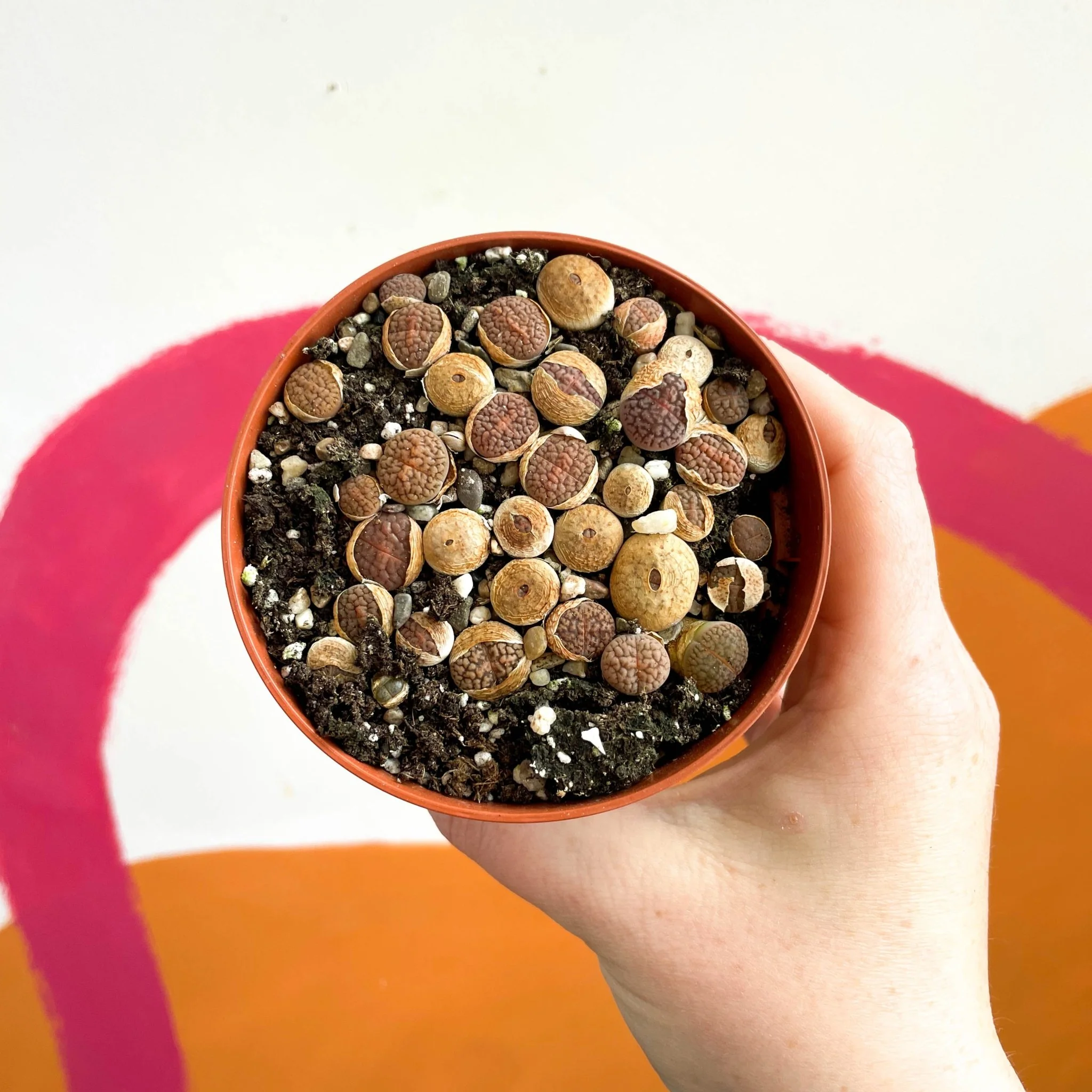Lithops hookeri - Living Stones - Image 3