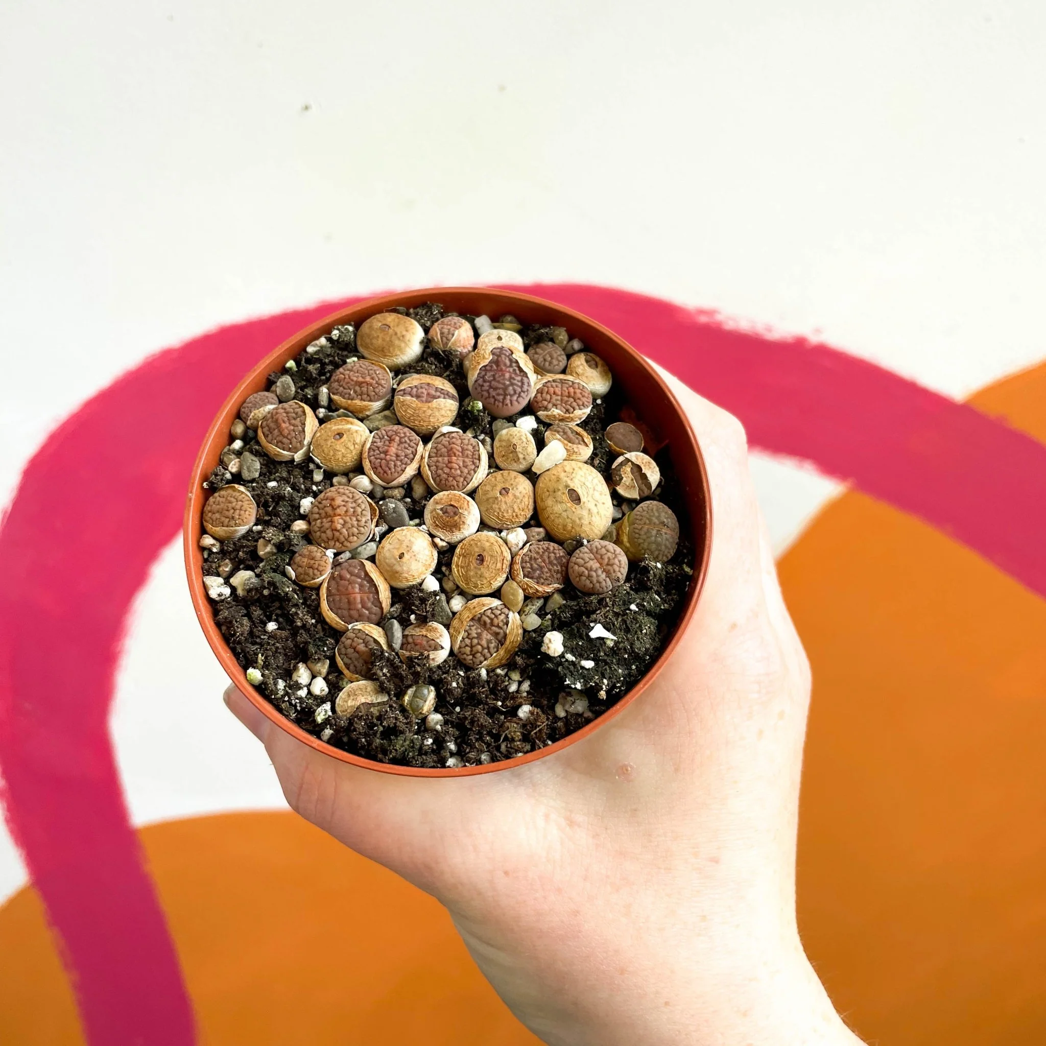 Lithops hookeri - Living Stones - Image 4