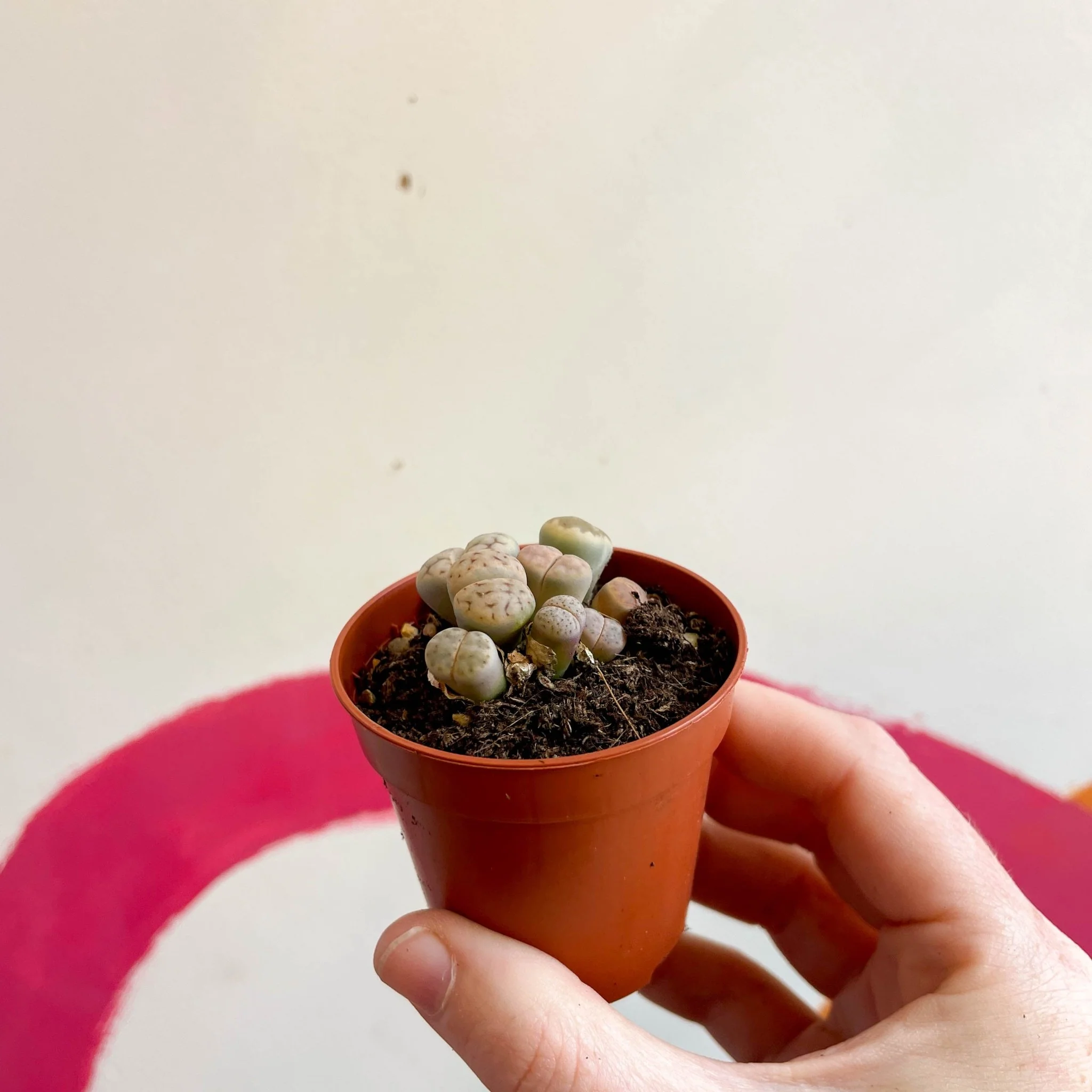 Lithops hookeri - Living Stones - Image 7