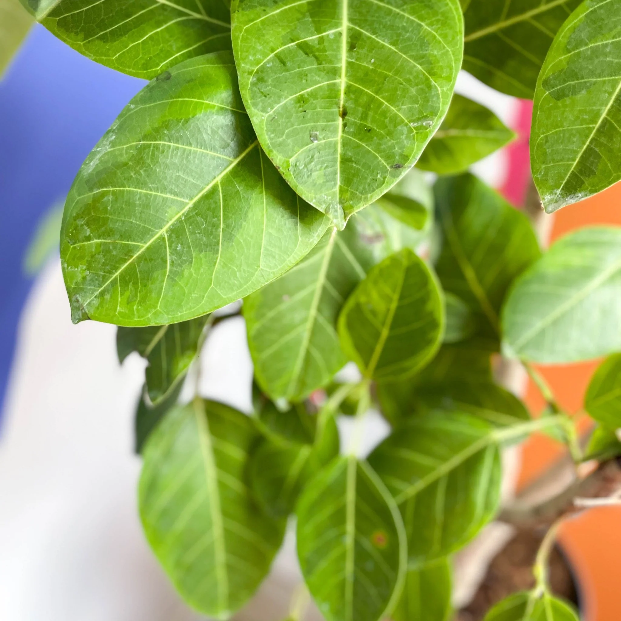Lofty Fig Tree - Ficus altissima - Image 10