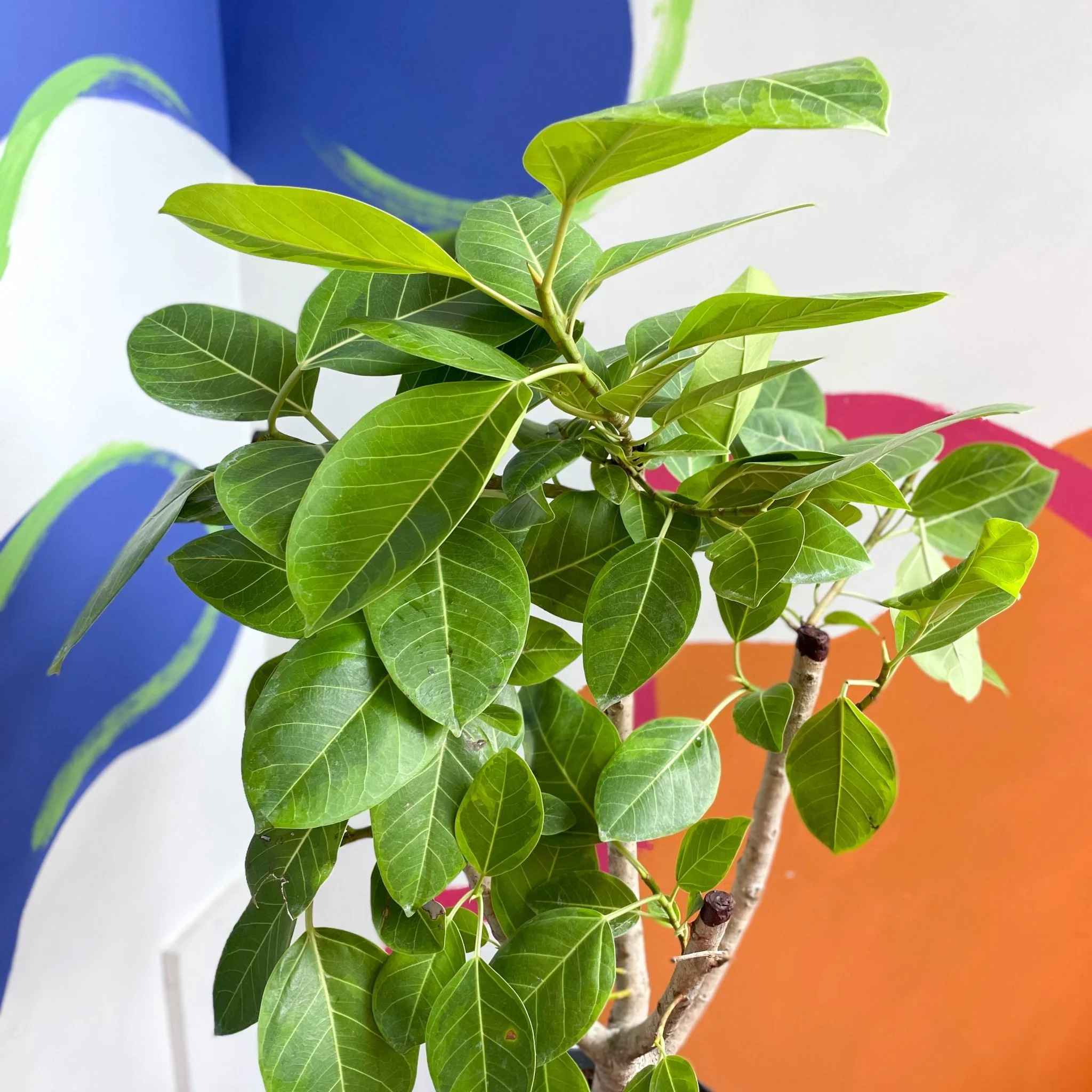Lofty Fig Tree - Ficus altissima - Image 4