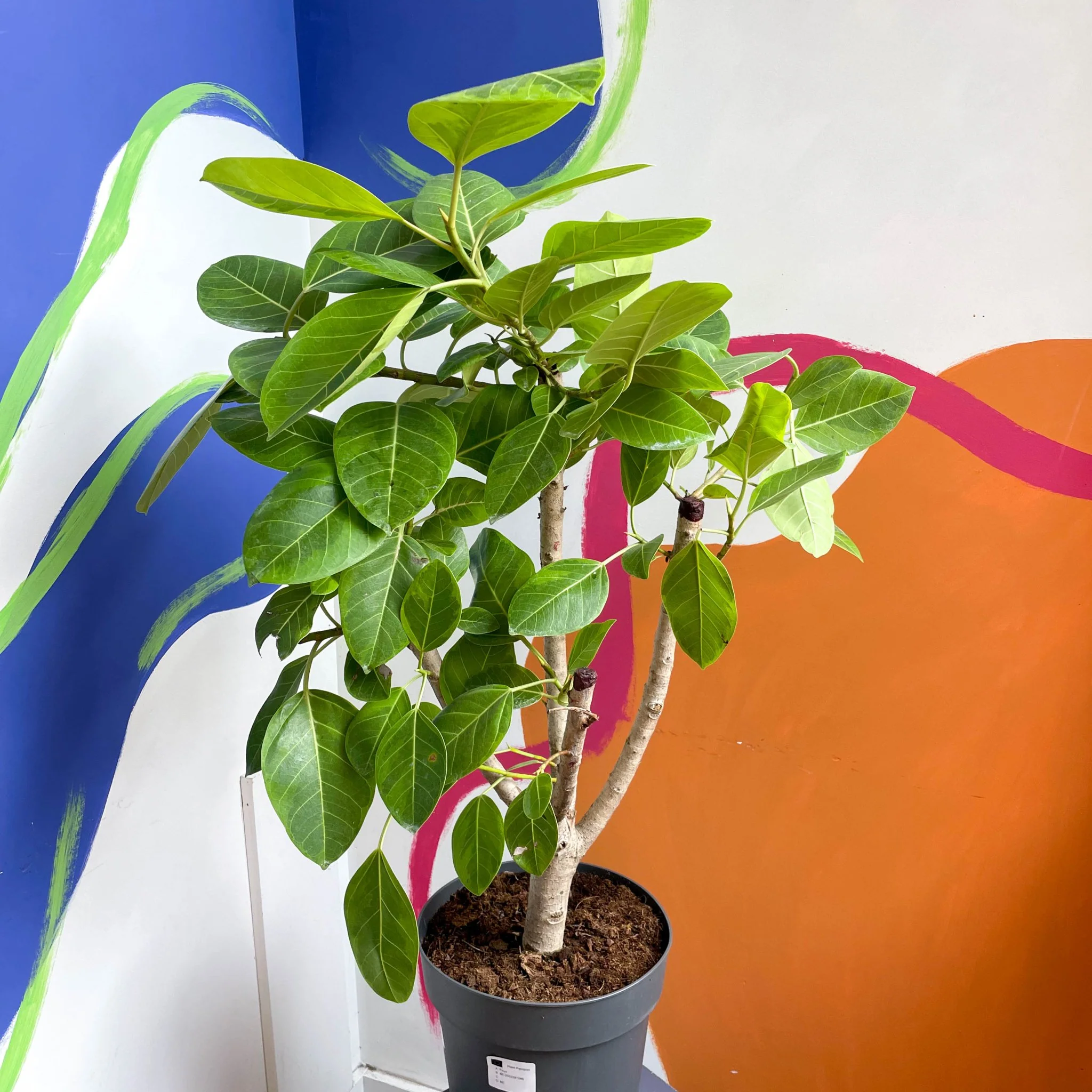 Lofty Fig Tree - Ficus altissima - Image 6