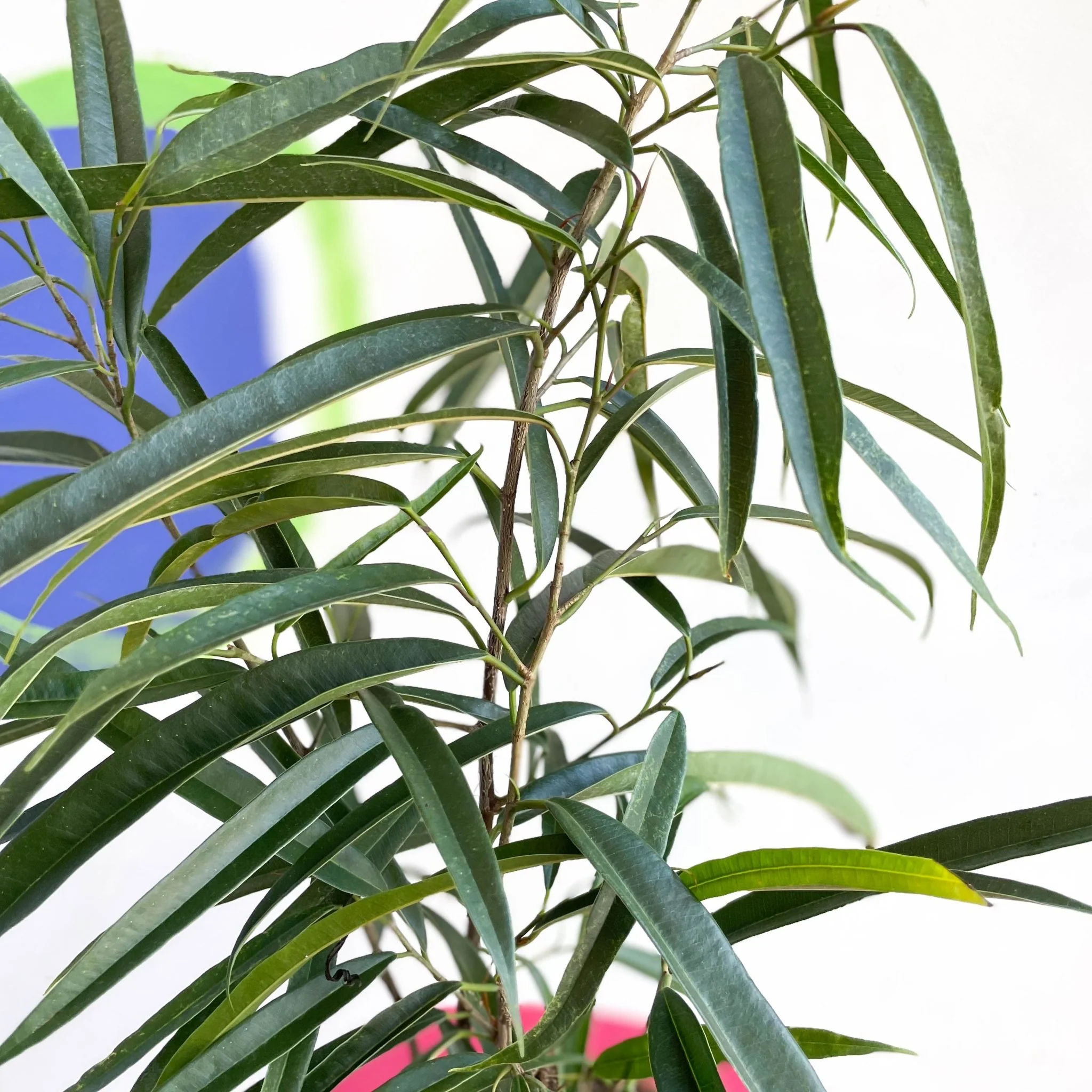 Long Leafed Fig - Ficus binnendiijkii 'Alii' - British Grown - Image 7