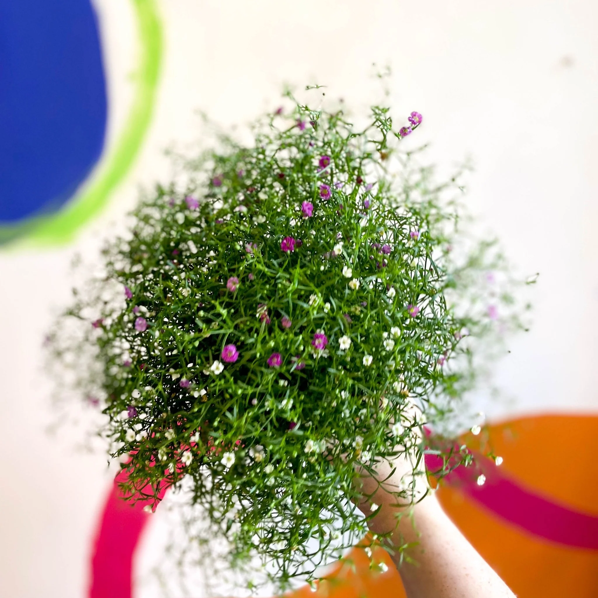 Gypsophila muralis - Baby's Breath - Image 2