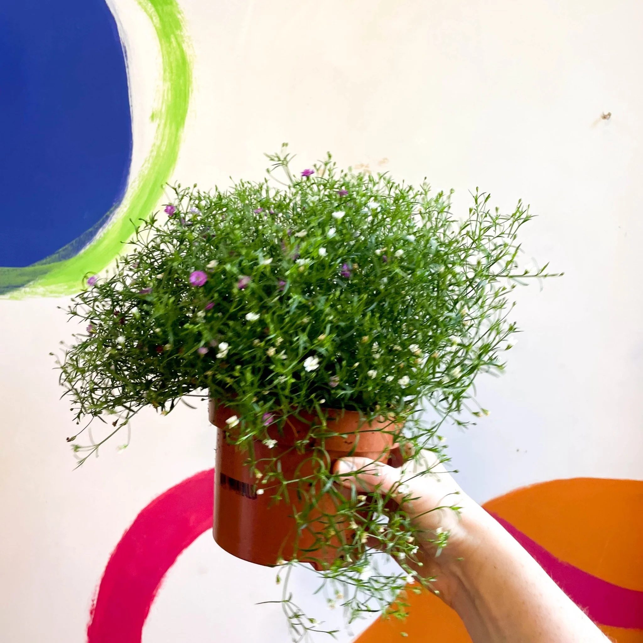 Gypsophila muralis - Baby's Breath - Image 3