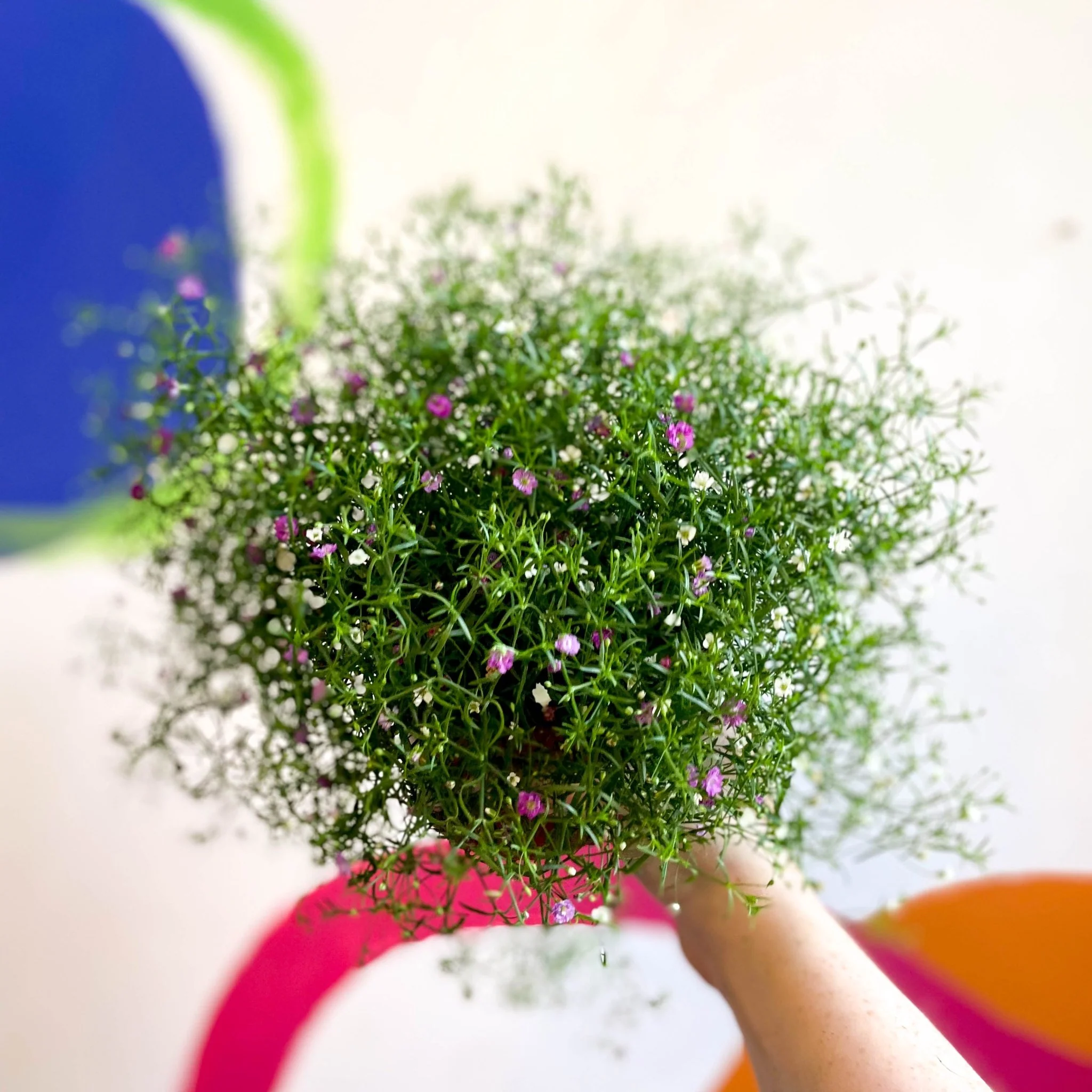 Gypsophila muralis - Baby's Breath - Image 4