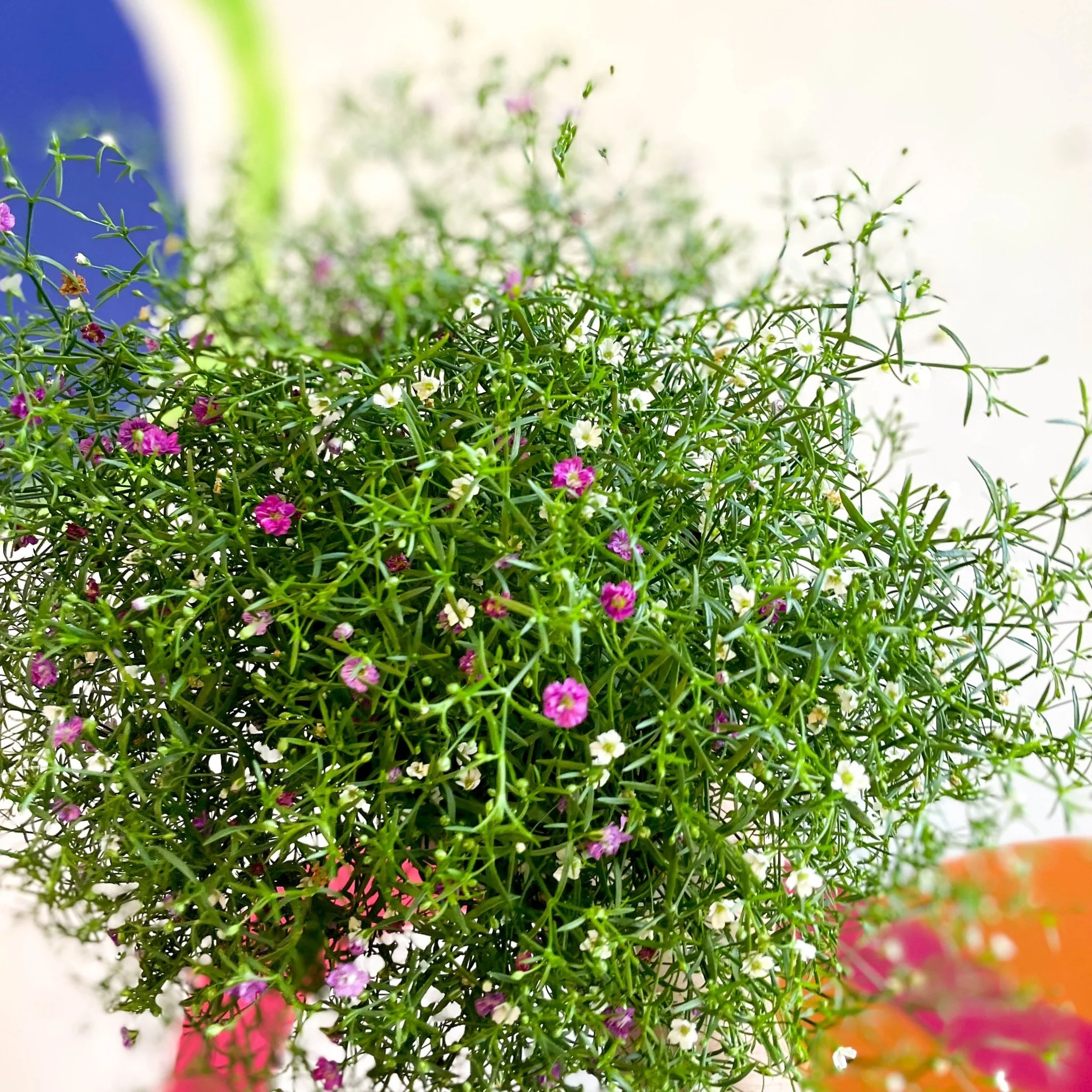 Gypsophila muralis - Baby's Breath - Image 6