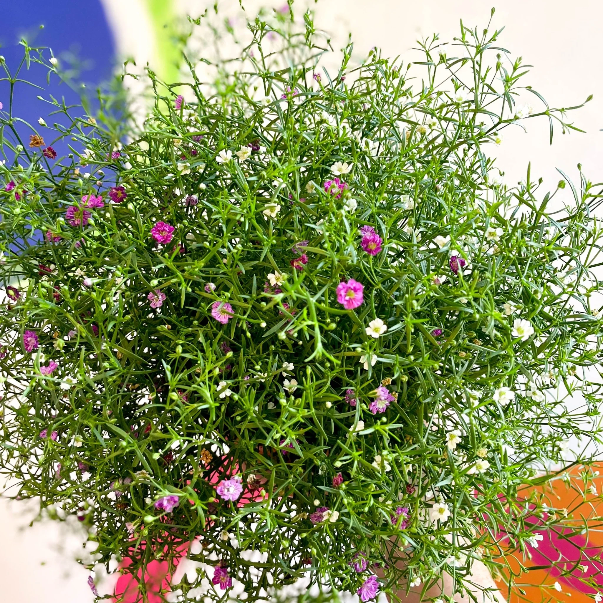 Gypsophila muralis - Baby's Breath - Image 7