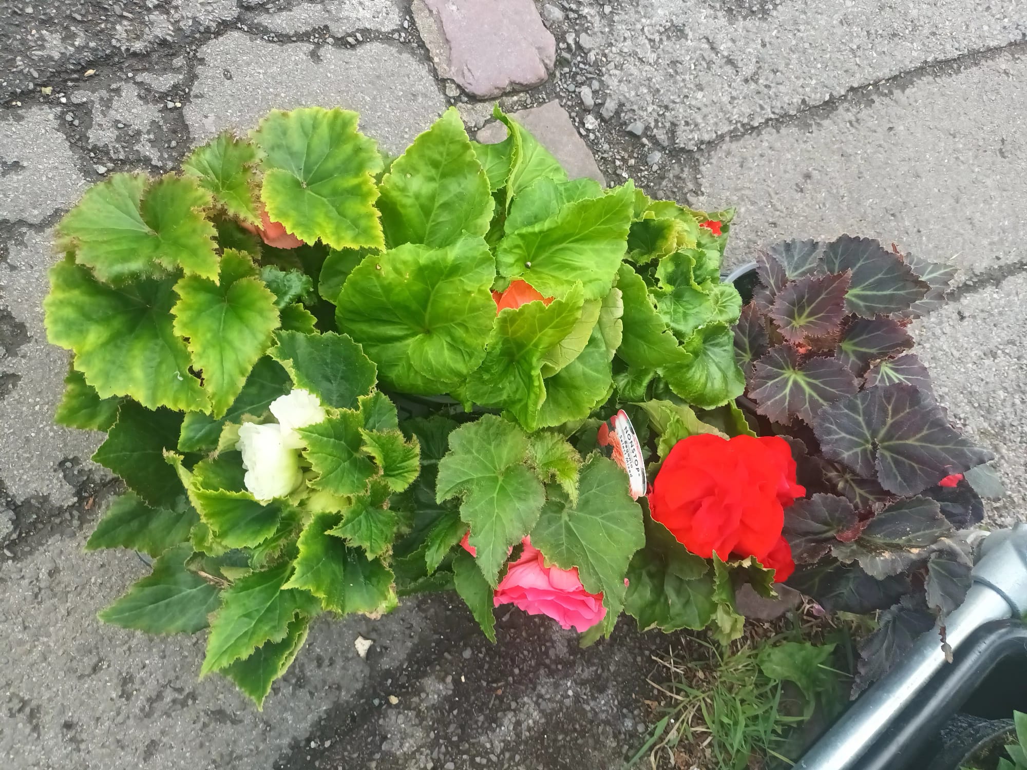 Lucky Dip Begonia 'Nonstop Mixed' - British Grown Non Hardy Perennial - Image 2
