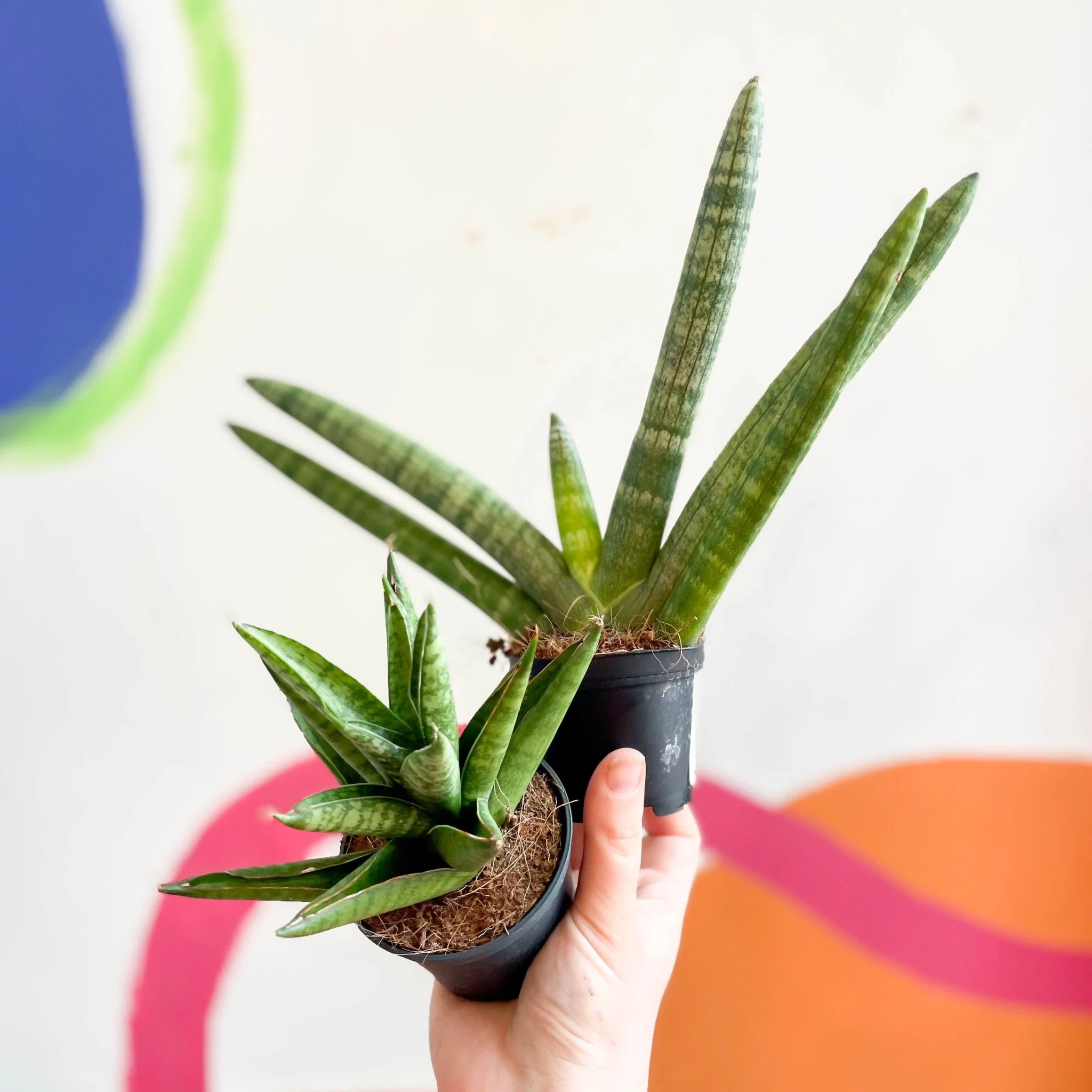Lucky Dip Snake Plant - Sansevieria cylindrica MIX