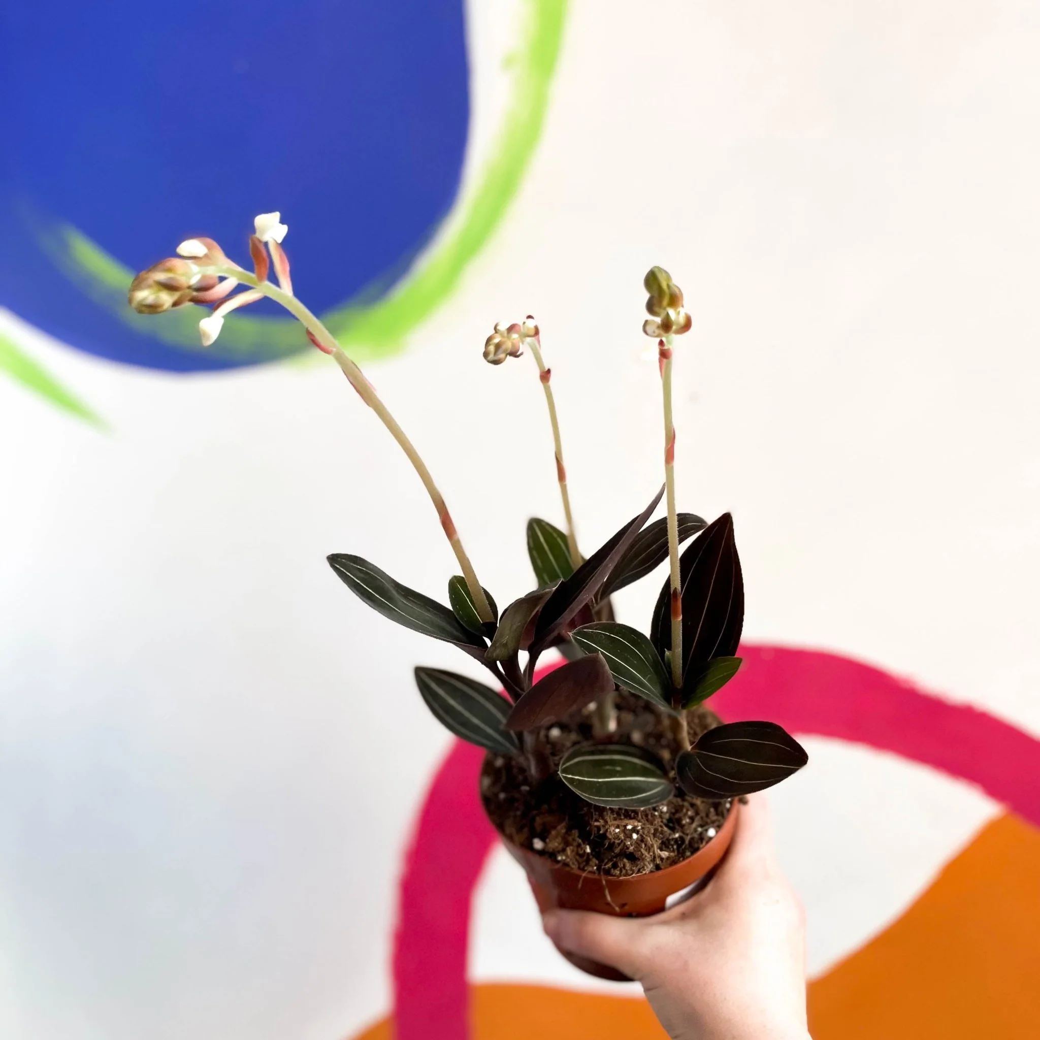 Ludisia discolor - Jewel Orchid