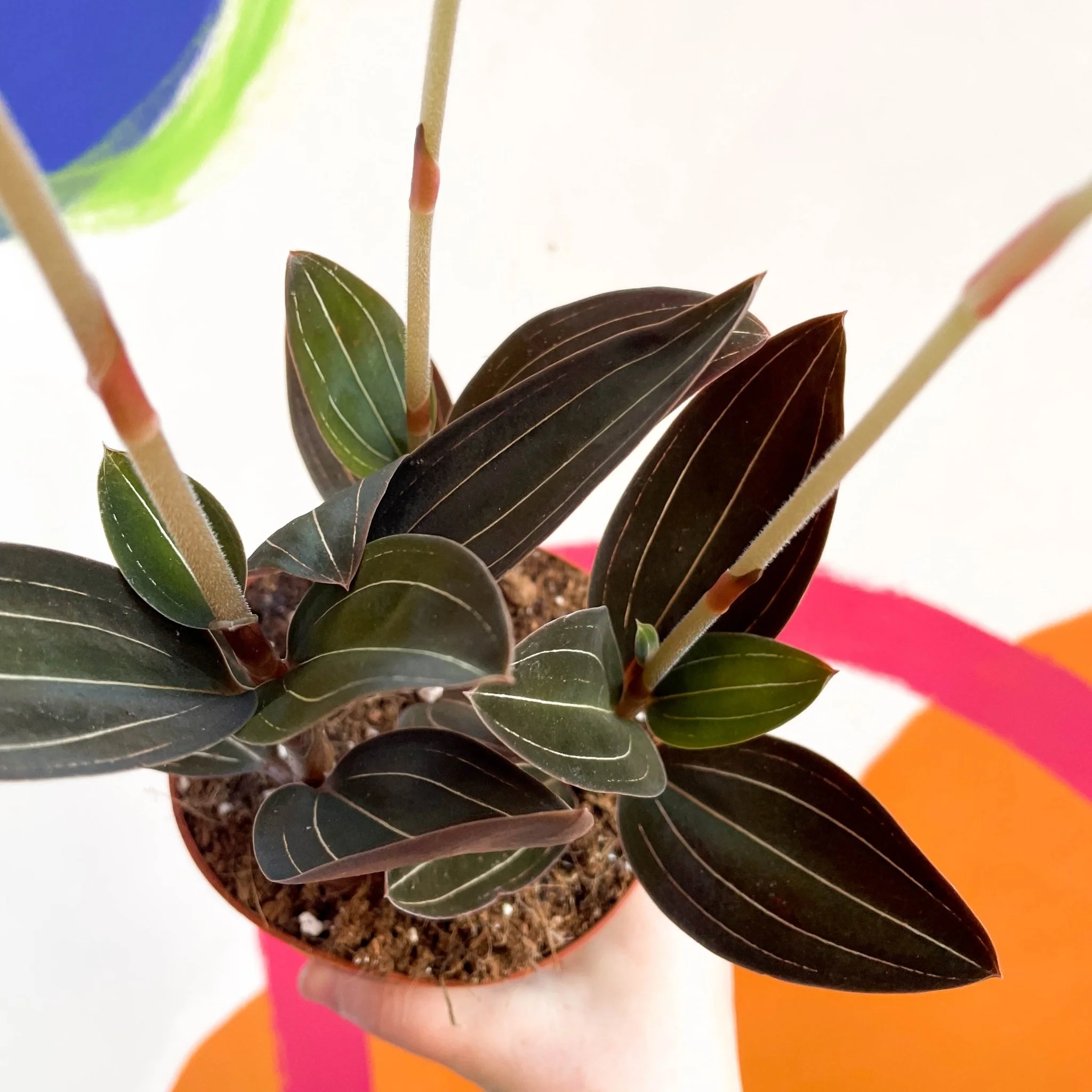 Ludisia discolor - Jewel Orchid - Image 2
