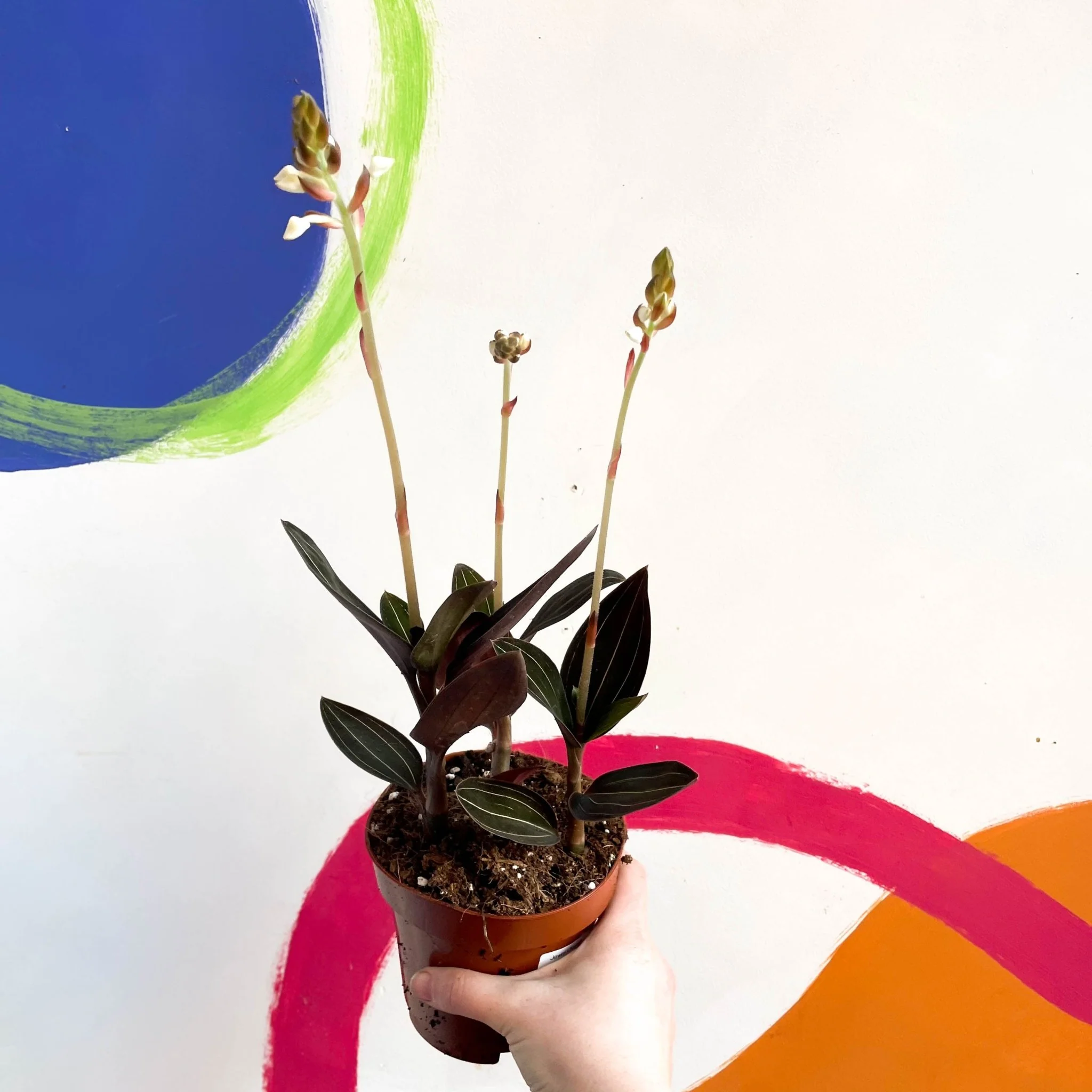 Ludisia discolor - Jewel Orchid - Image 3