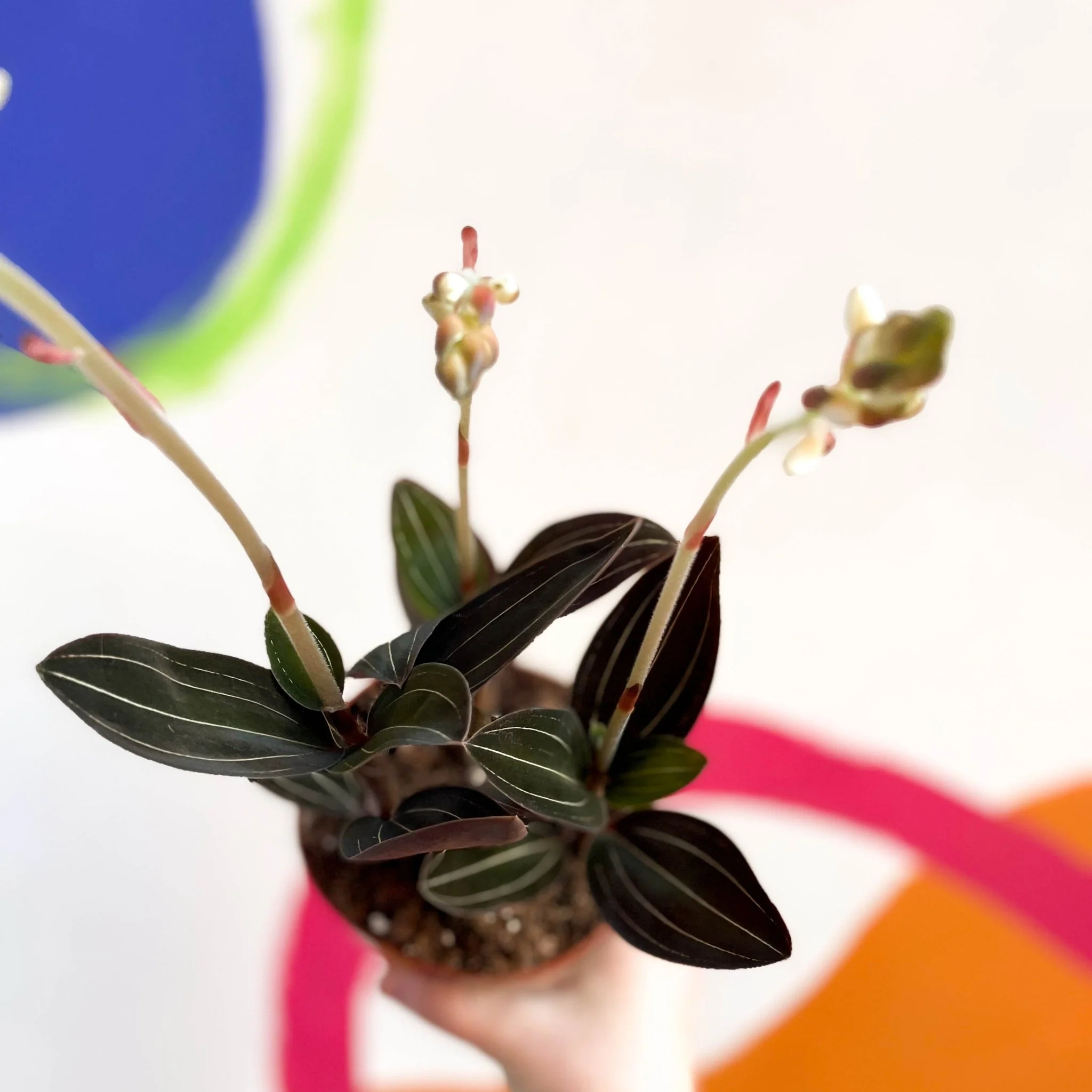 Ludisia discolor - Jewel Orchid - Image 4