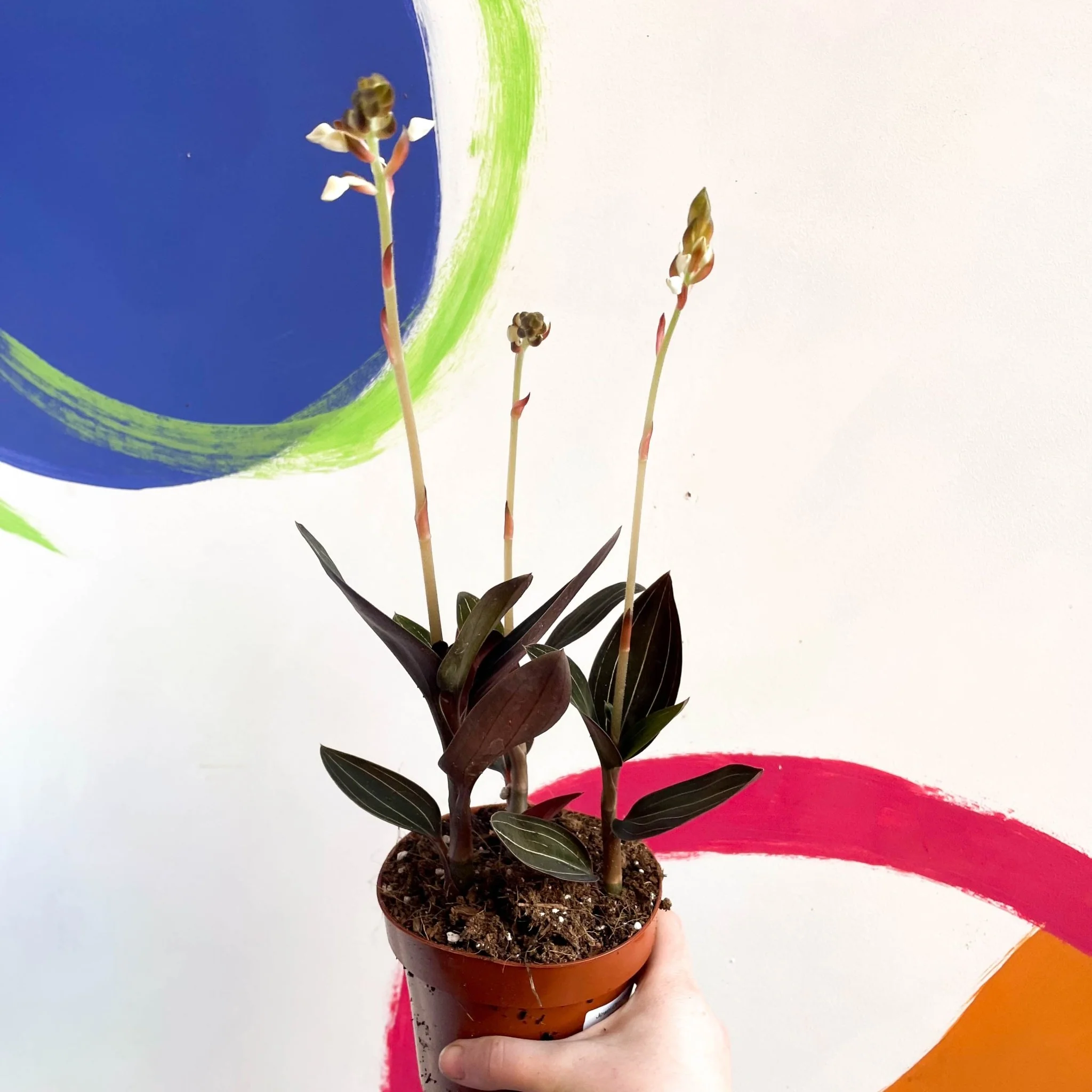 Ludisia discolor - Jewel Orchid - Image 5