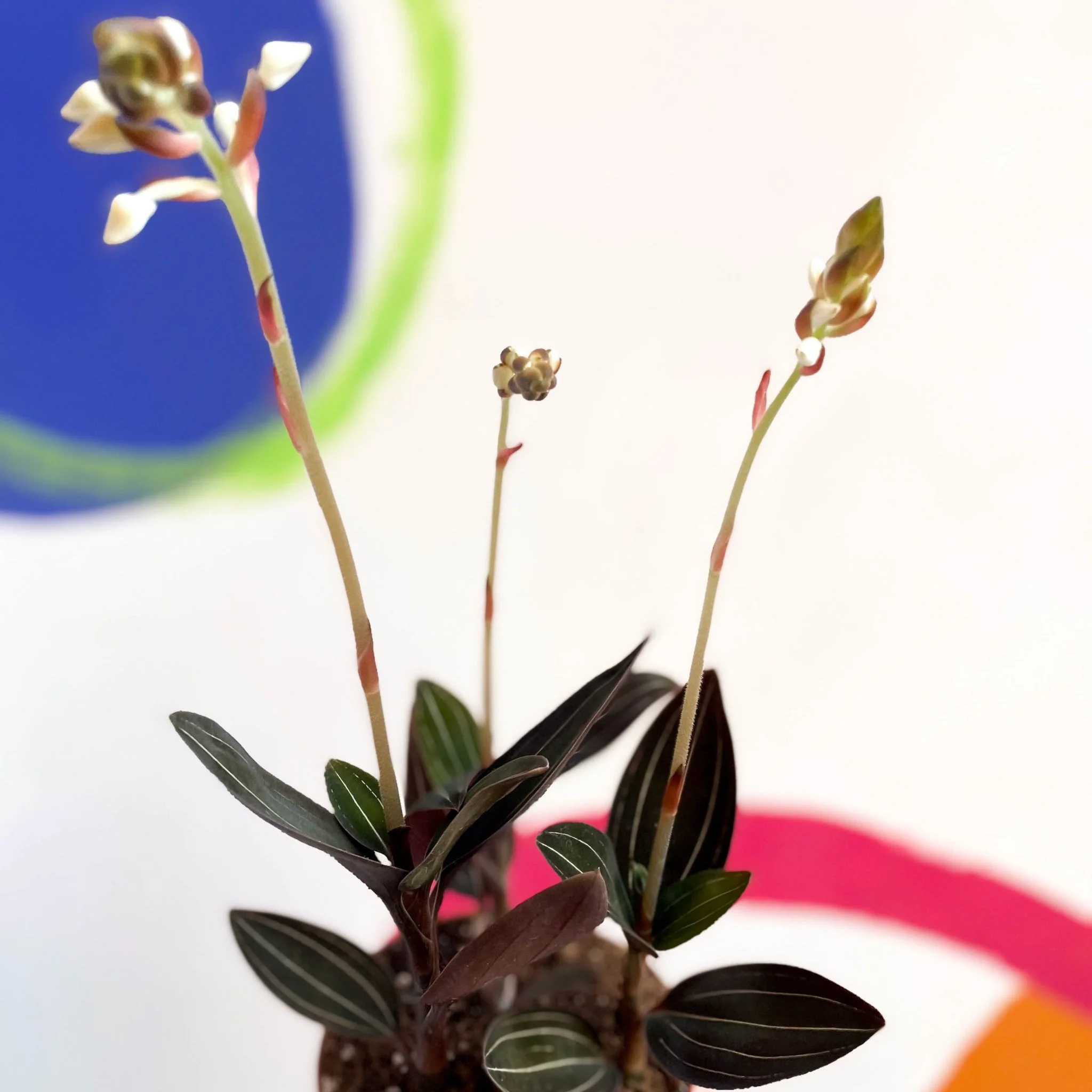 Ludisia discolor - Jewel Orchid - Image 6
