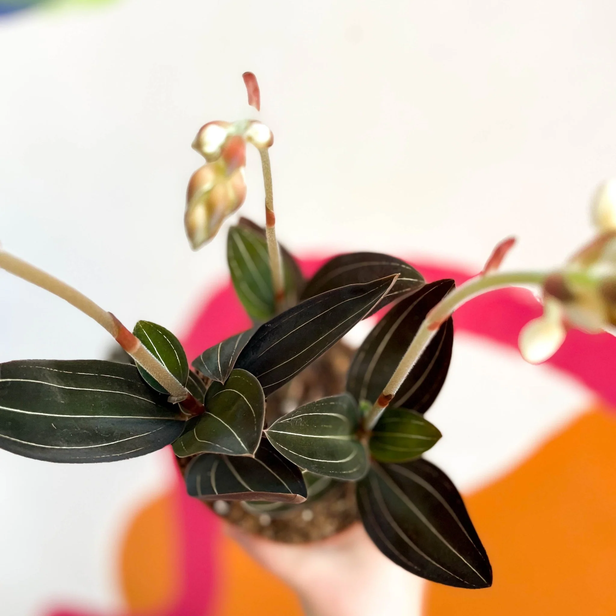 Ludisia discolor - Jewel Orchid - Image 7