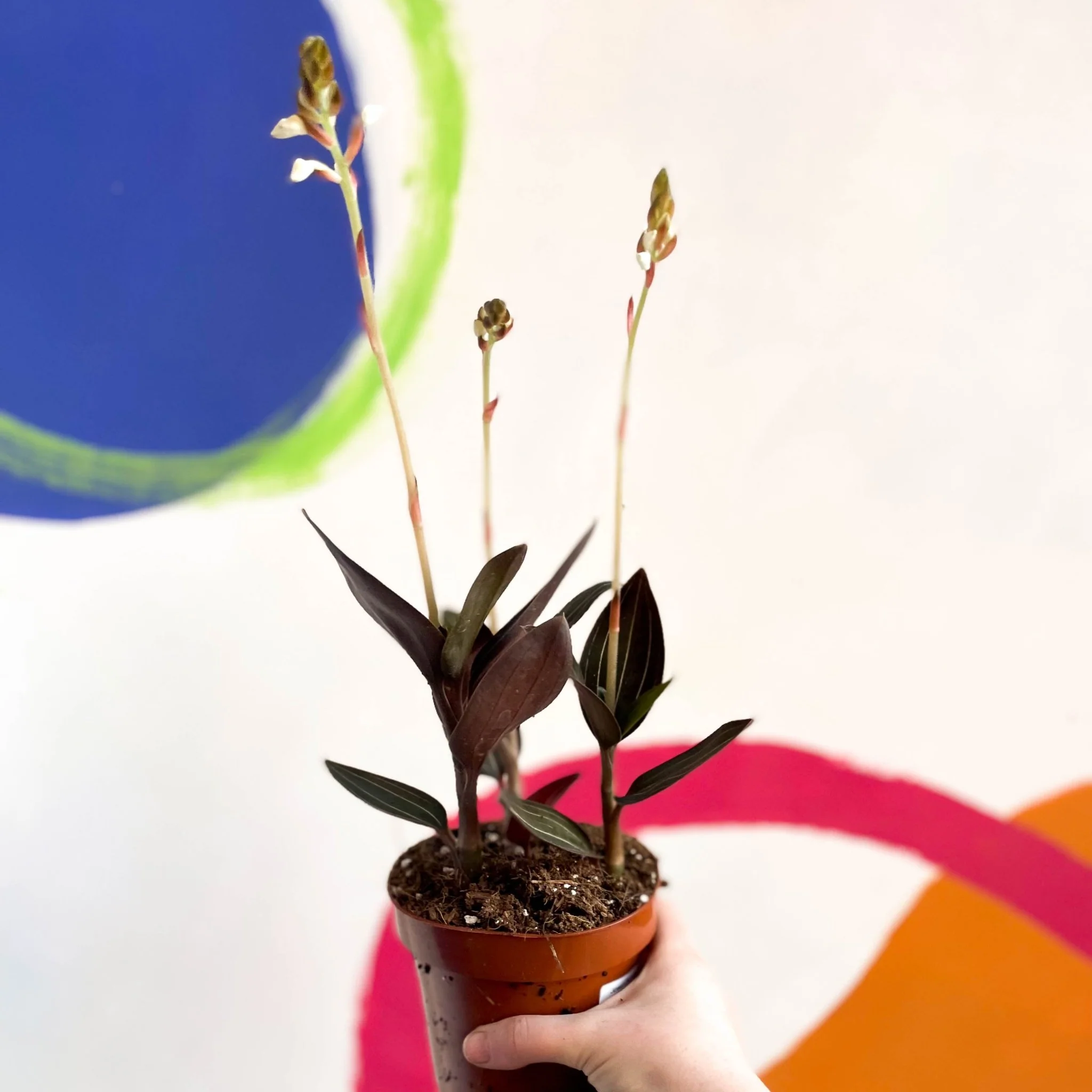 Ludisia discolor - Jewel Orchid - Image 8