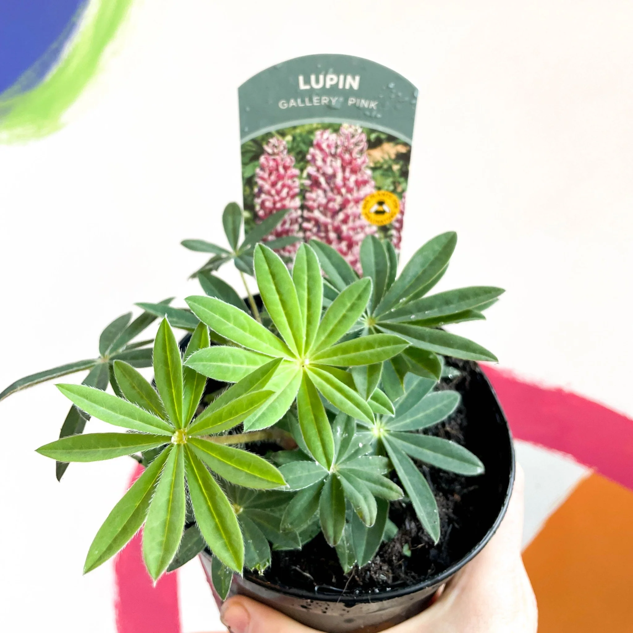 Lupin - Lupinus polyphyllus 'Gallery Pink' - British Grown Herbaceous Perennial