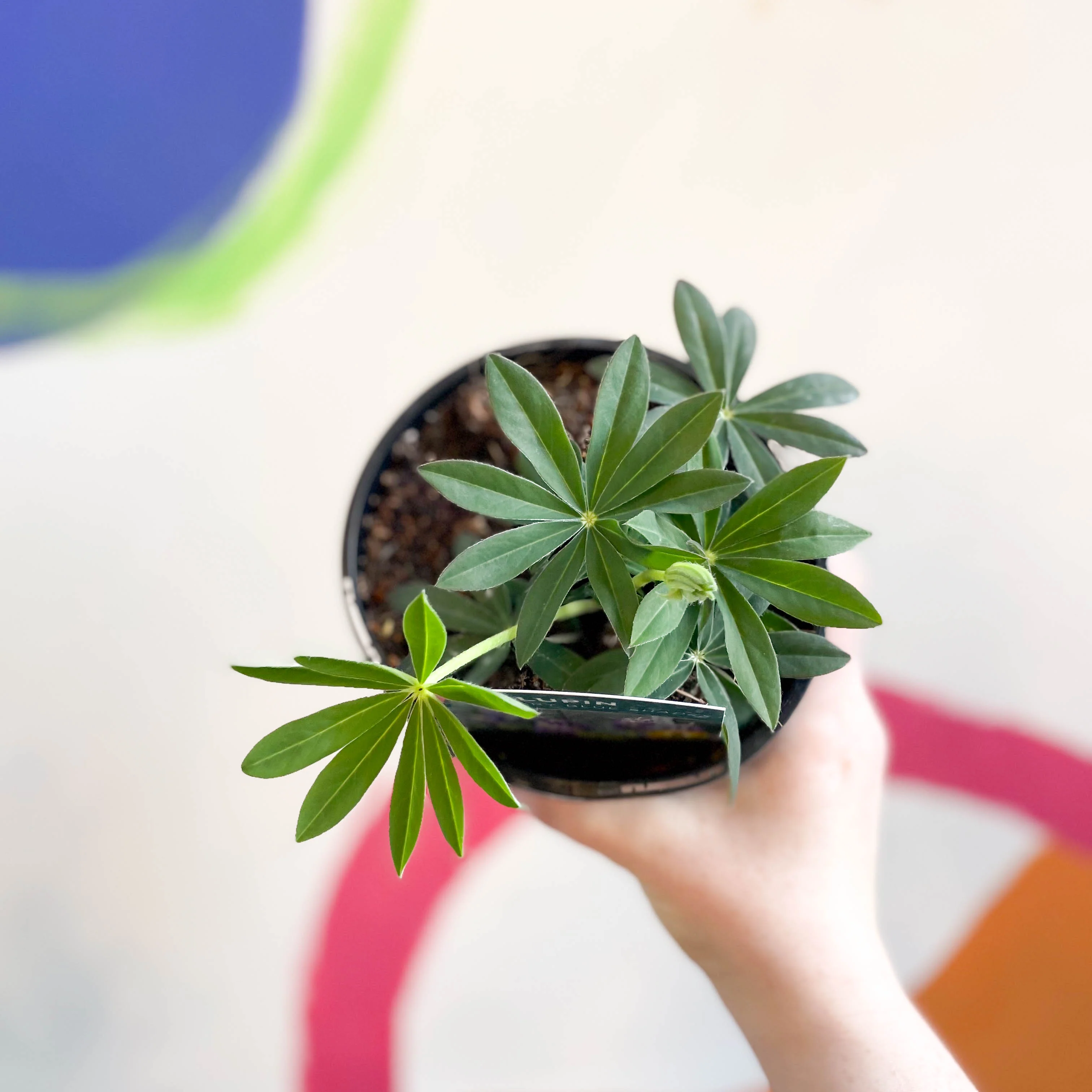Lupin - Lupinus polyphyllus 'Legendary Blue Shades' - British Grown Herbaceous Perennial - Image 2