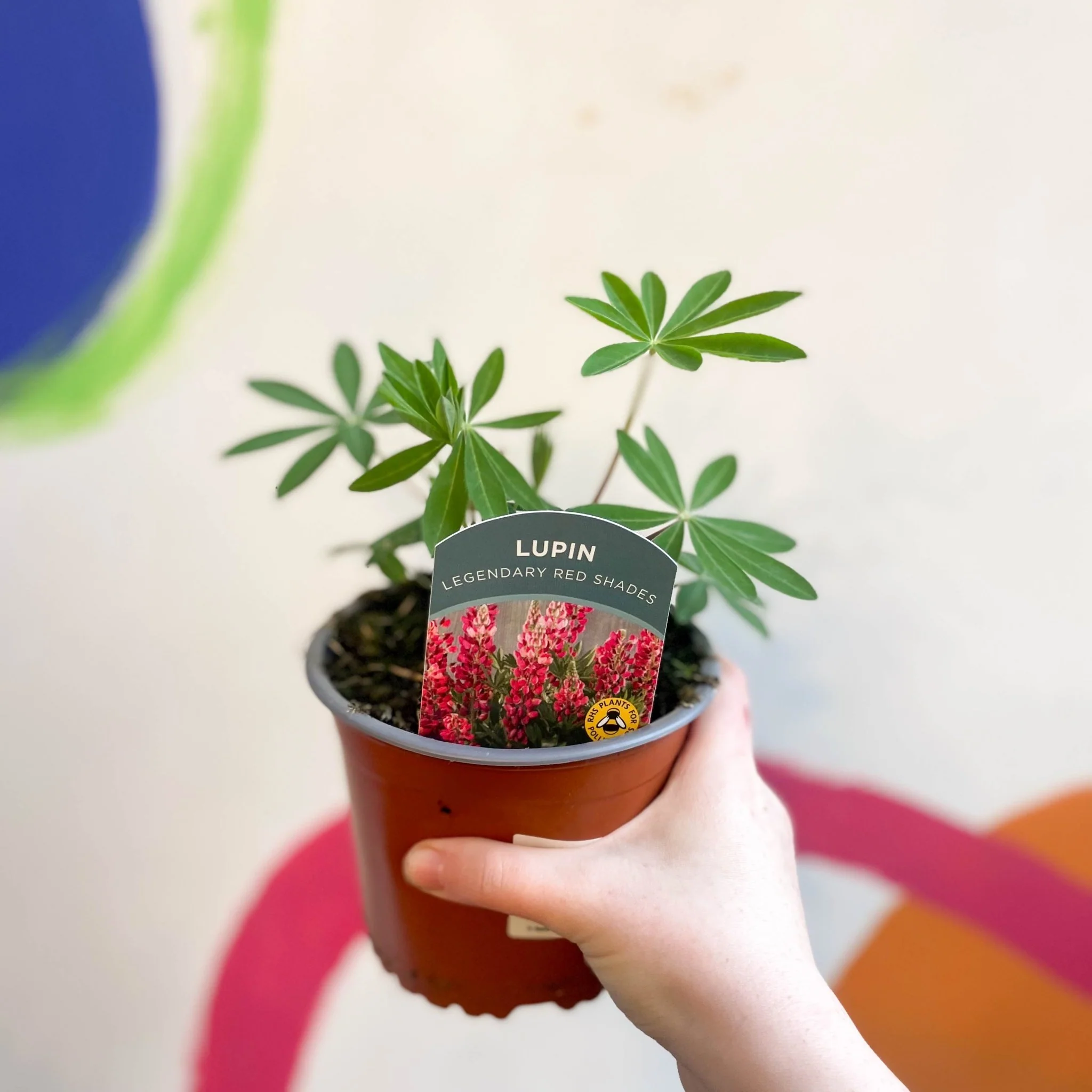 Lupin - Lupinus polyphyllus 'Legendary Red Shades' - British Grown Herbaceous Perennial