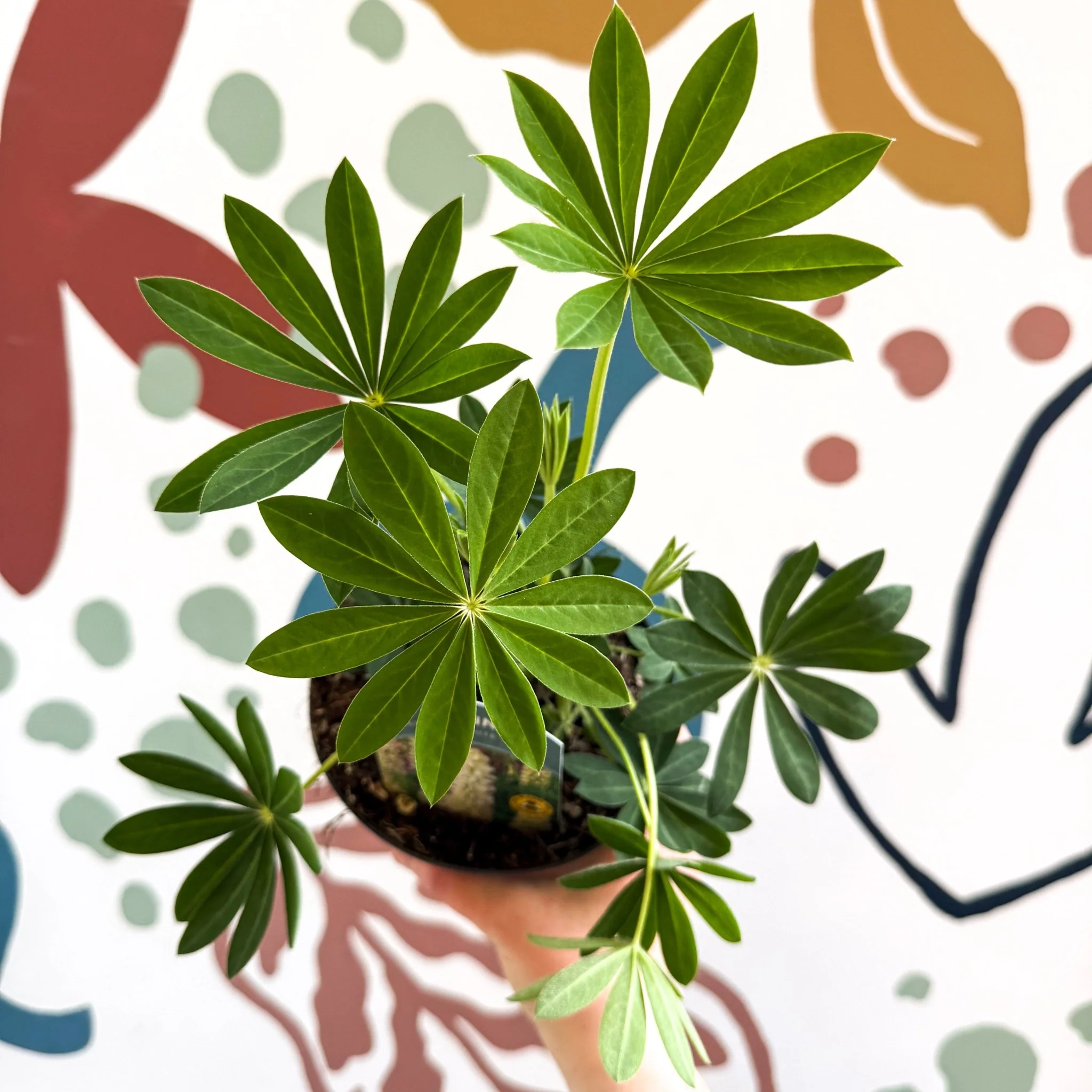 Lupin - Lupinus polyphyllus 'Legendary White Shades' - British Grown Herbaceous Perennial - Image 6