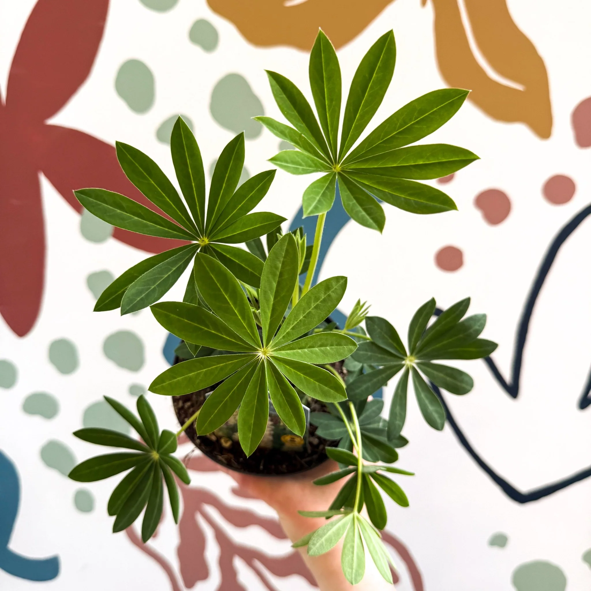 Lupin - Lupinus polyphyllus 'Legendary White Shades' - British Grown Herbaceous Perennial - Image 7