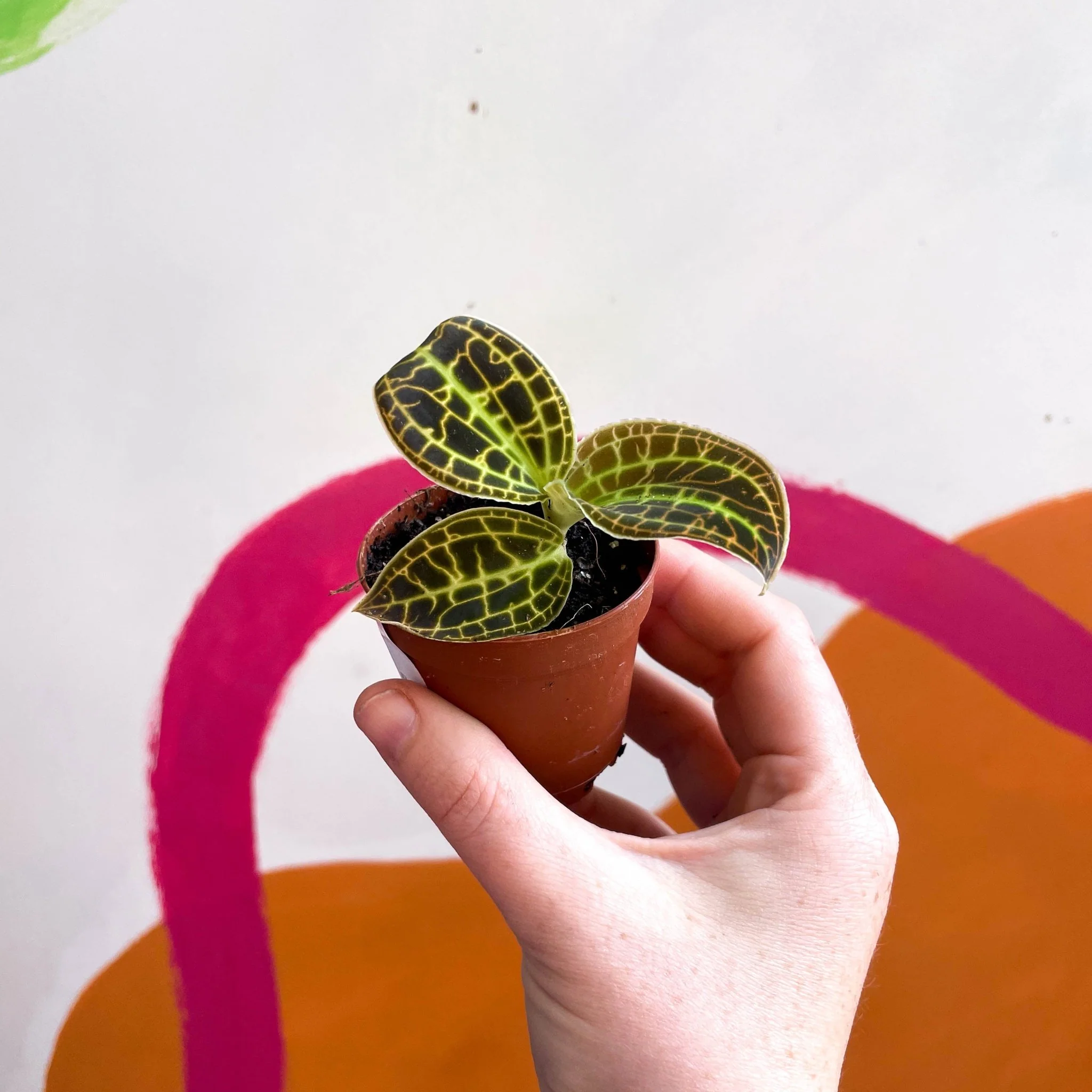 Macodes petola 'Gold' - Jewel Orchid - Image 10
