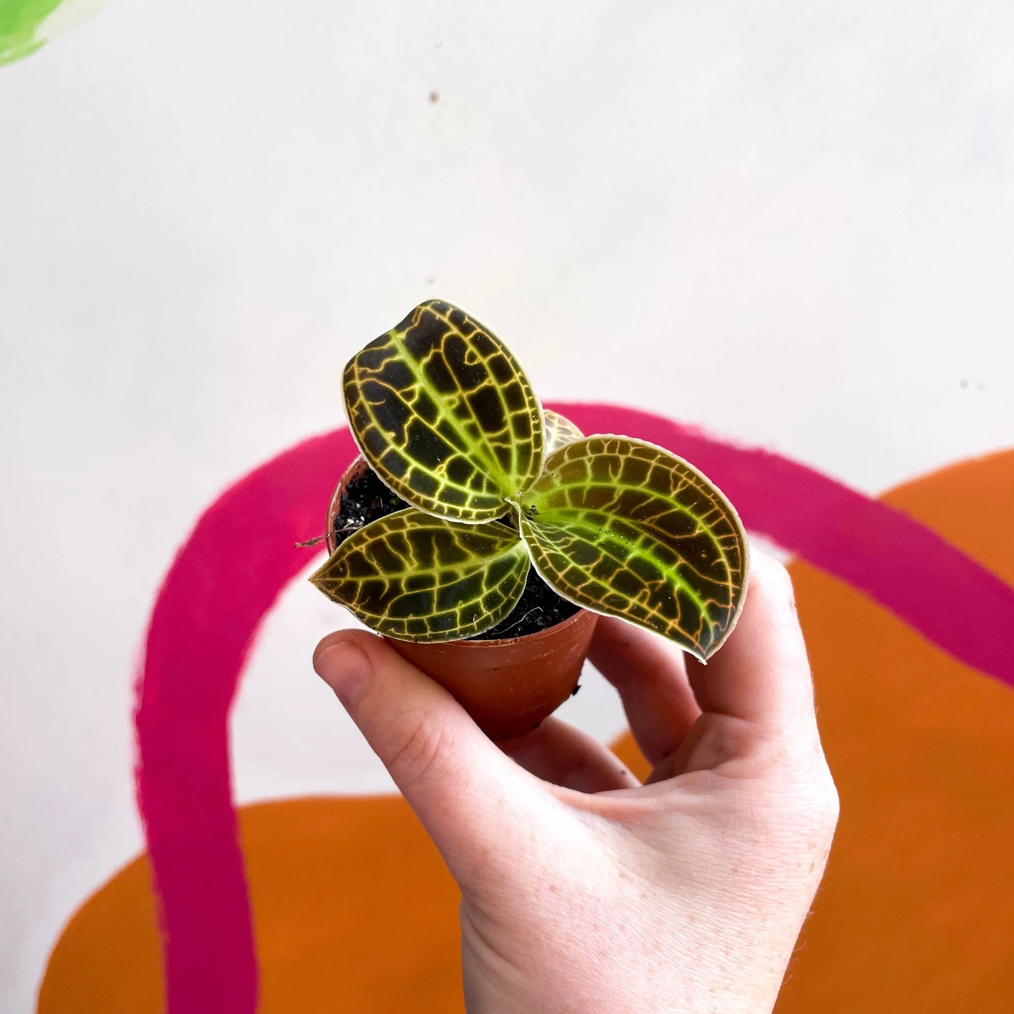 Macodes petola 'Gold' - Jewel Orchid - Image 11