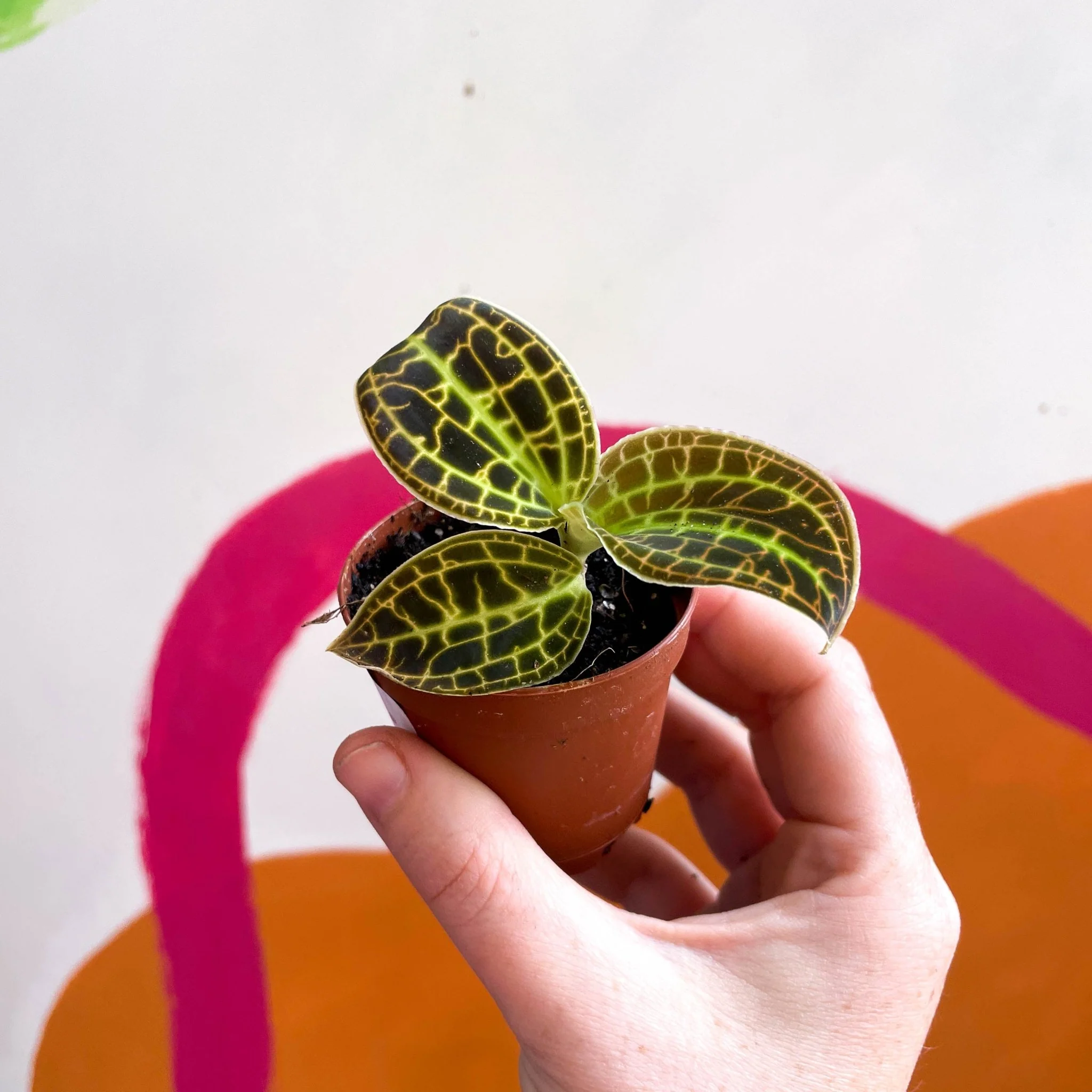 Macodes petola 'Gold' - Jewel Orchid - Image 12