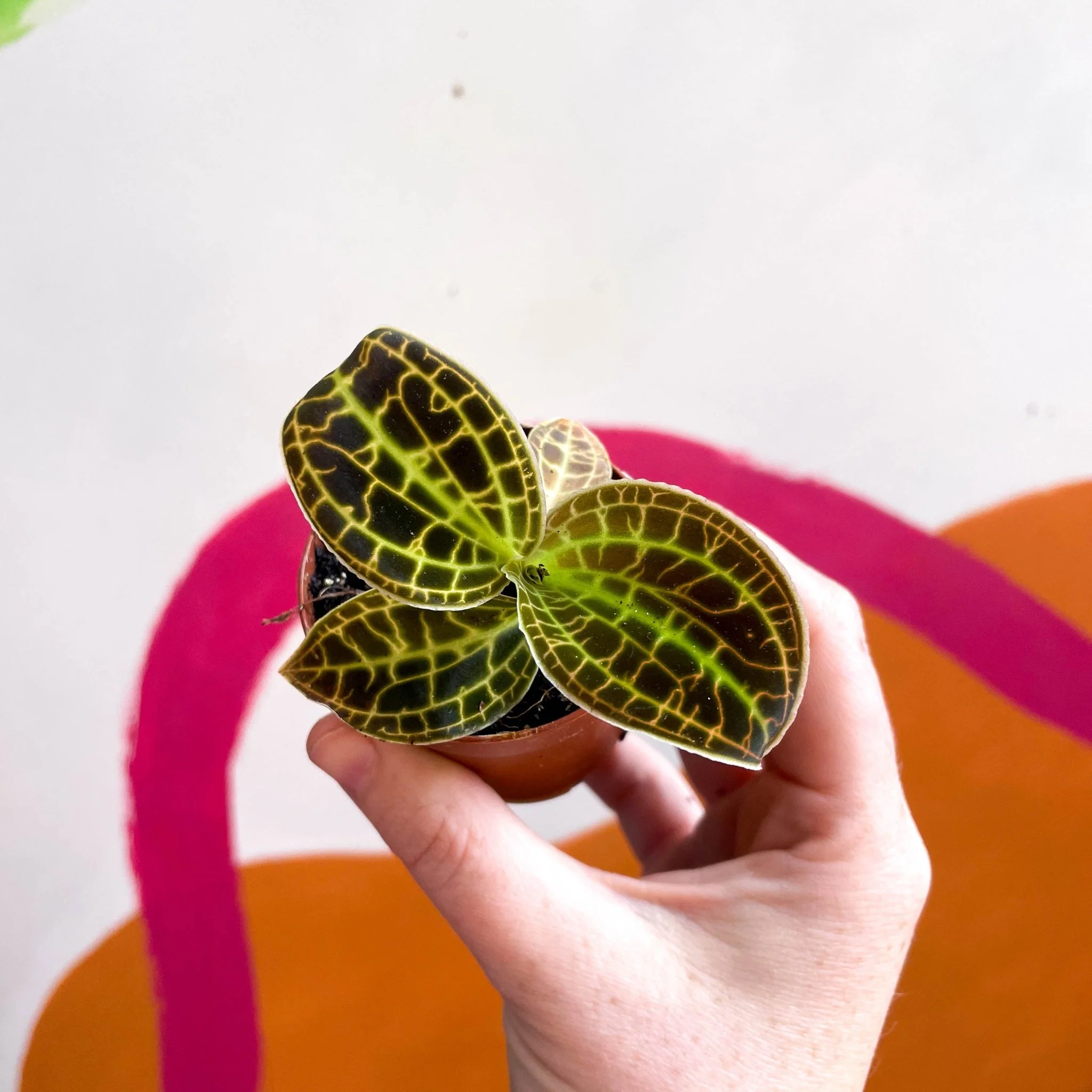 Macodes petola 'Gold' - Jewel Orchid - Image 13