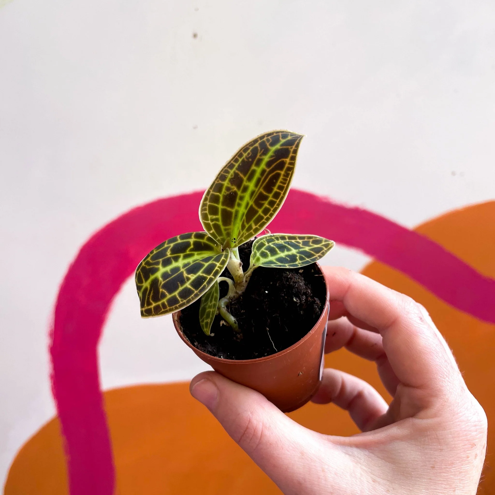 Macodes petola 'Gold' - Jewel Orchid - Image 2