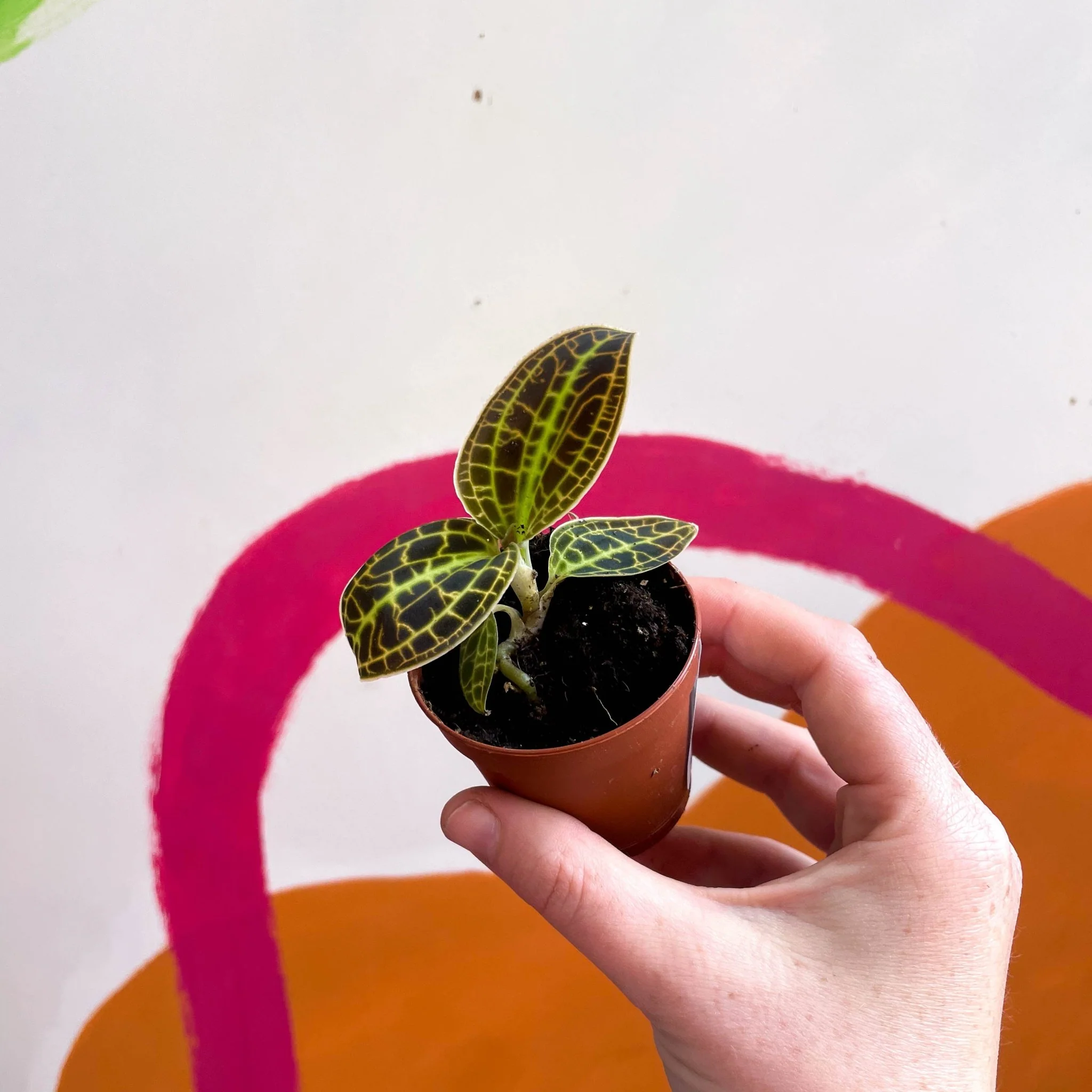 Macodes petola 'Gold' - Jewel Orchid - Image 3