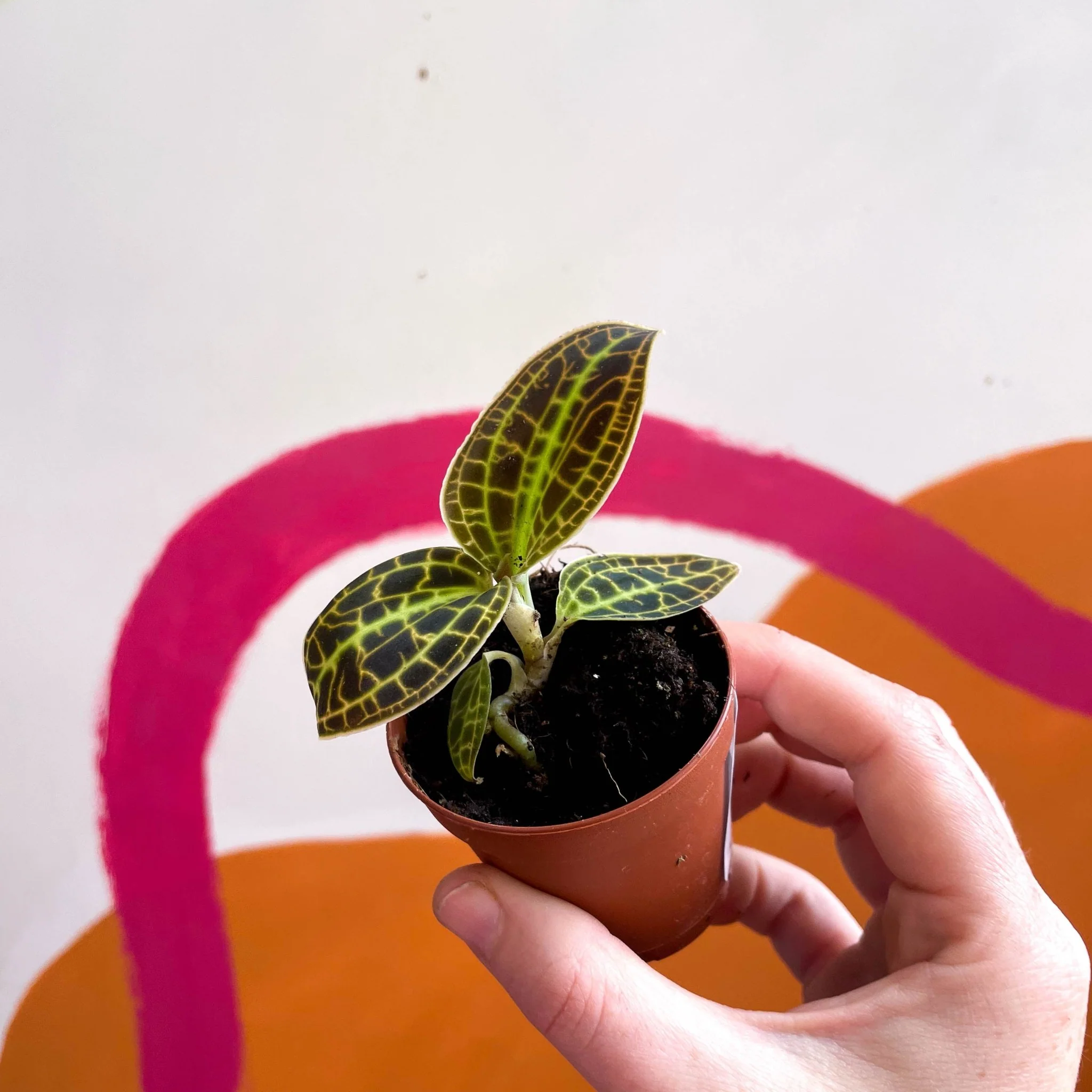 Macodes petola 'Gold' - Jewel Orchid - Image 4