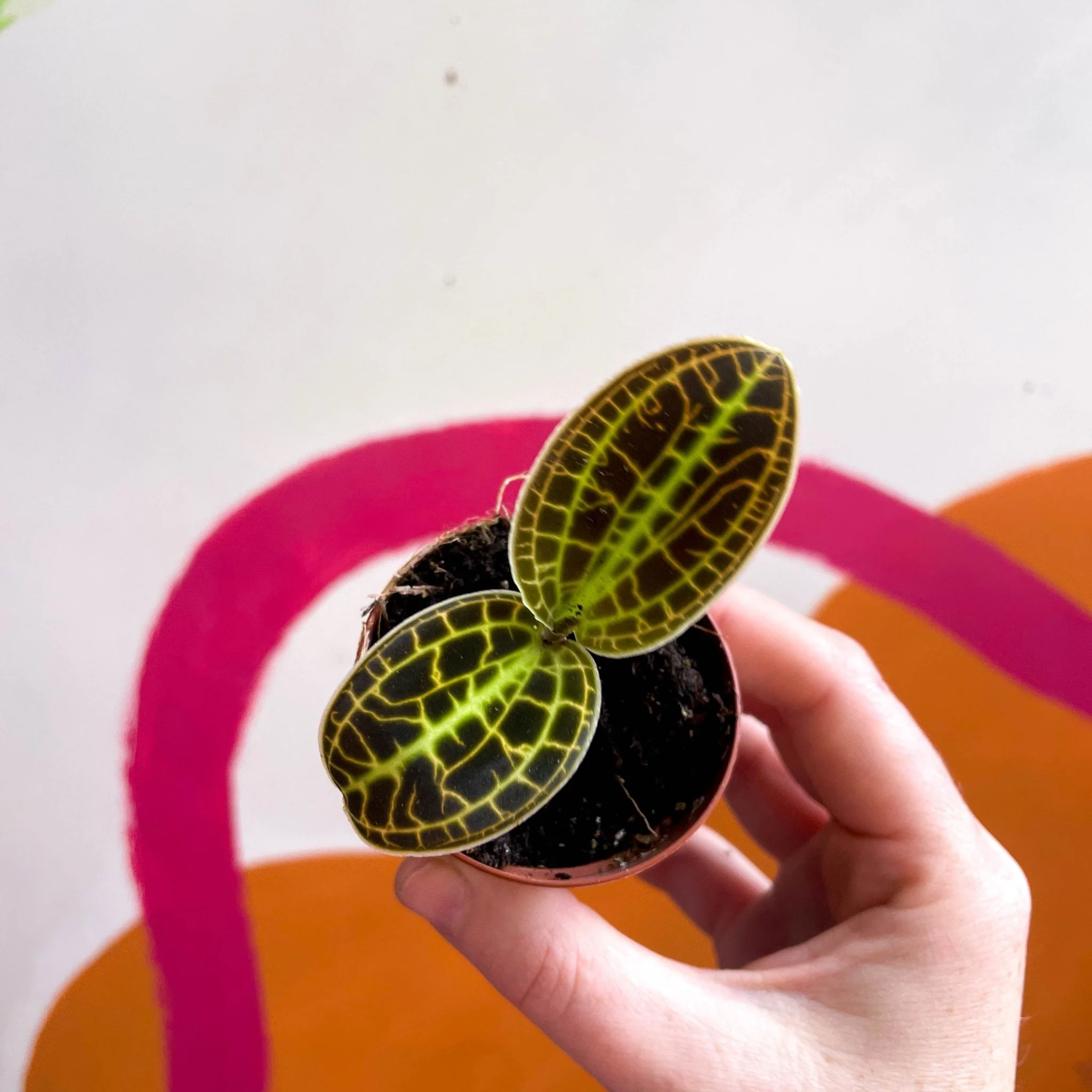 Macodes petola 'Gold' - Jewel Orchid - Image 5