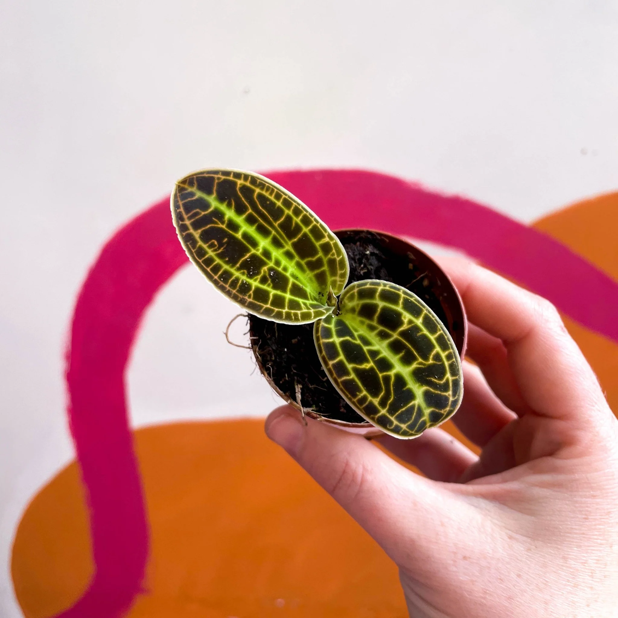 Macodes petola 'Gold' - Jewel Orchid - Image 7