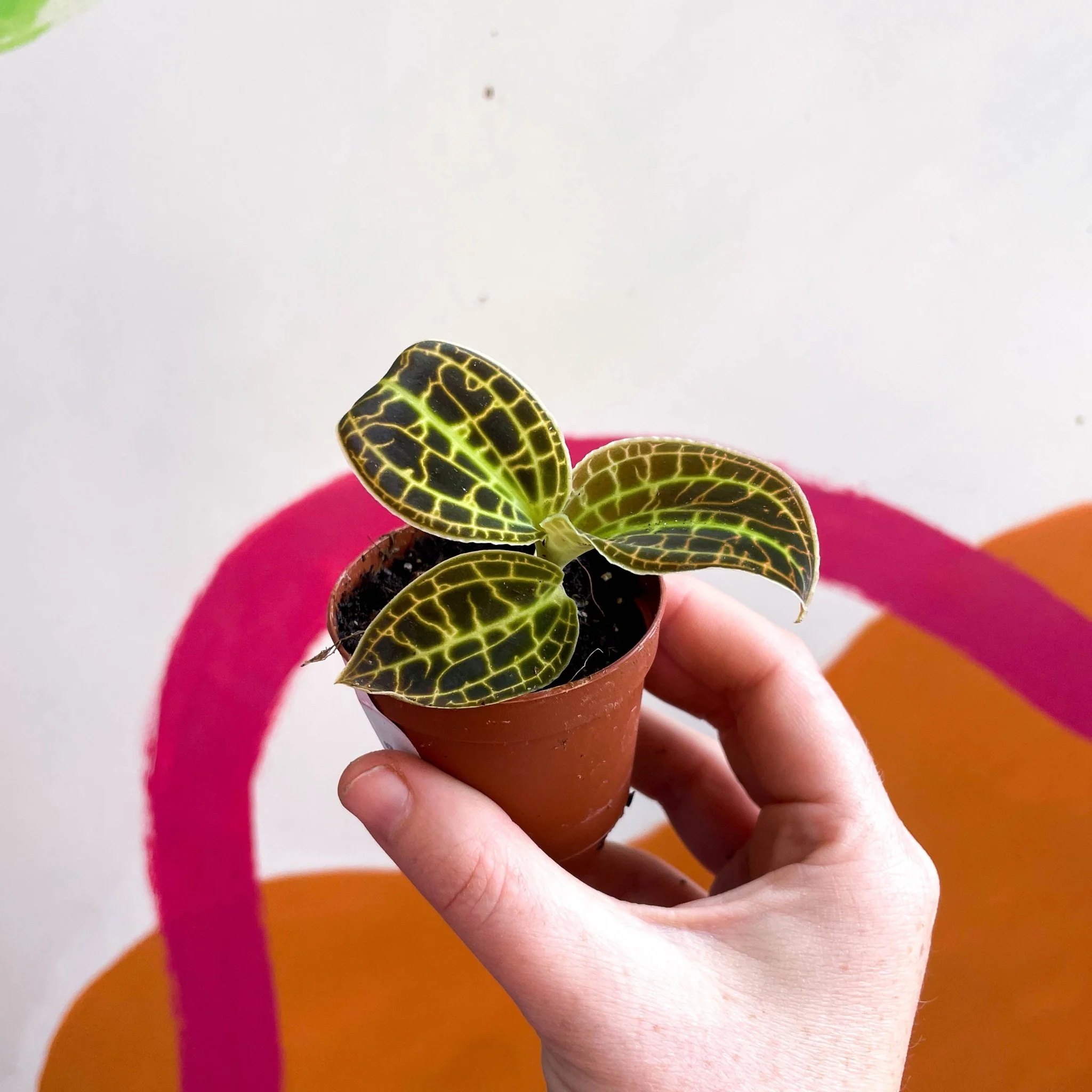 Macodes petola 'Gold' - Jewel Orchid - Image 8