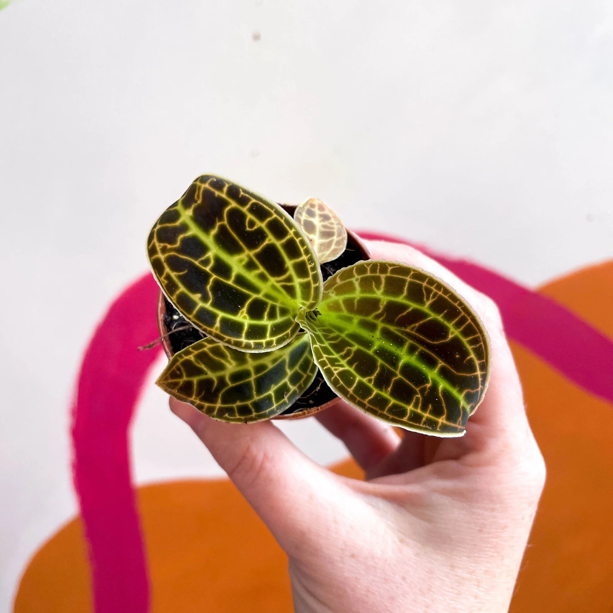Macodes petola 'Gold' - Jewel Orchid - Image 9